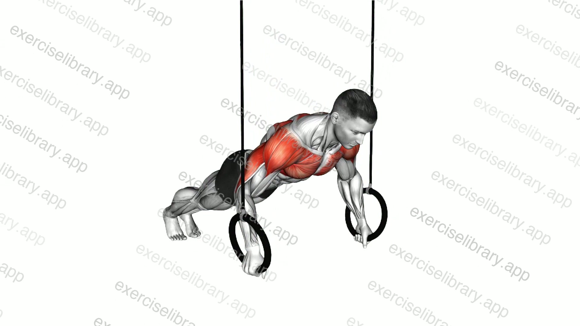 Ring Russian Push-up demonstration