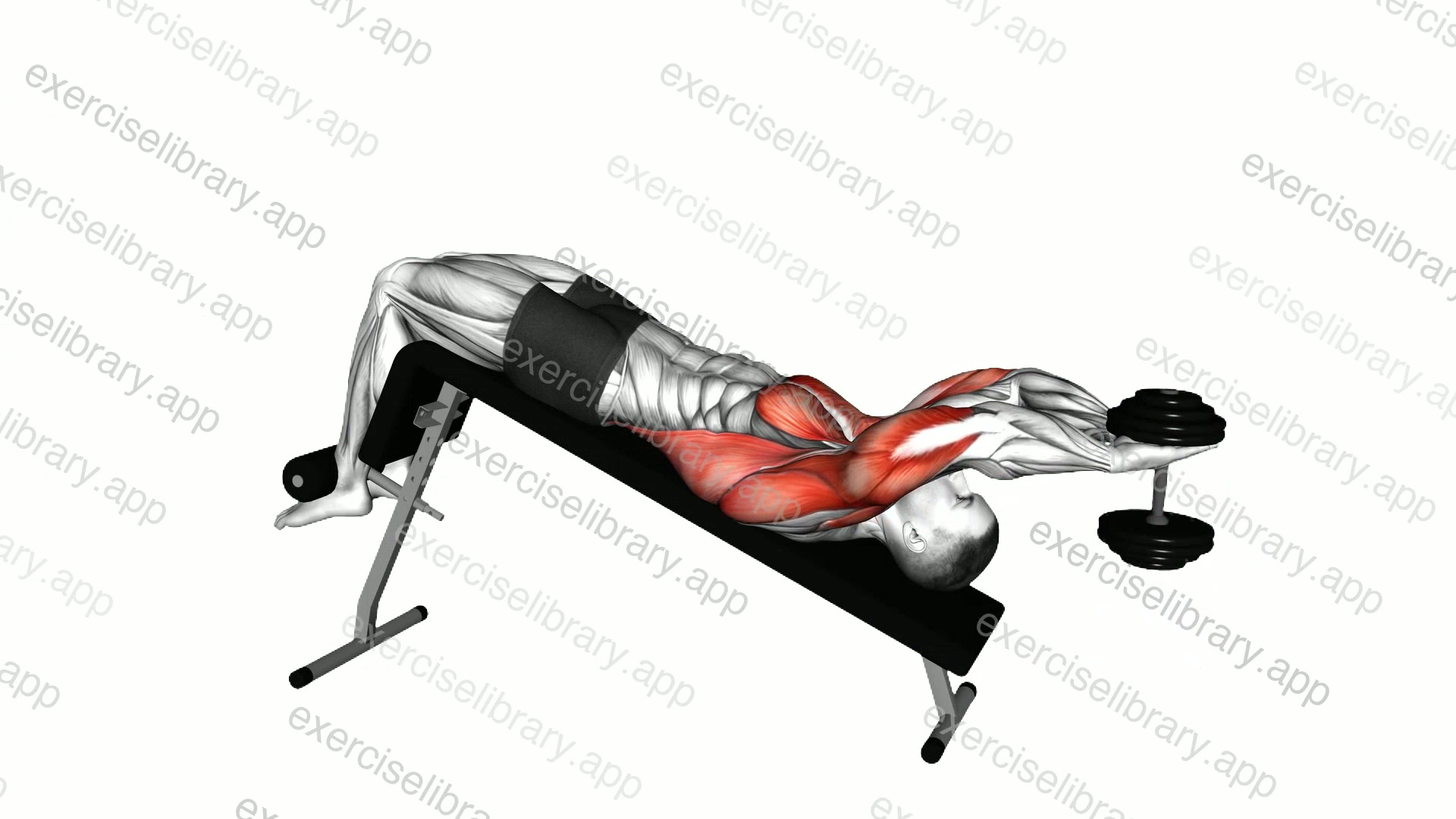 Dumbbell Decline Pullover demonstration