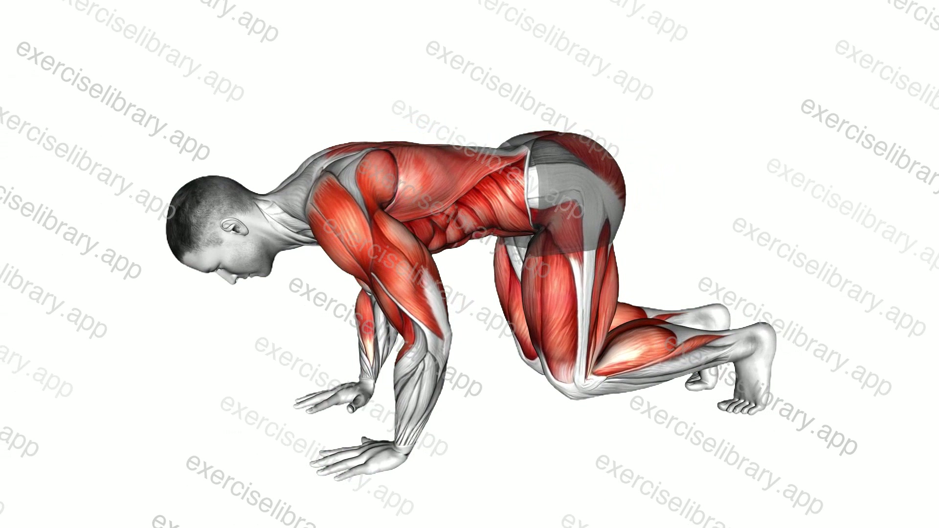 Bear Push-up demonstration