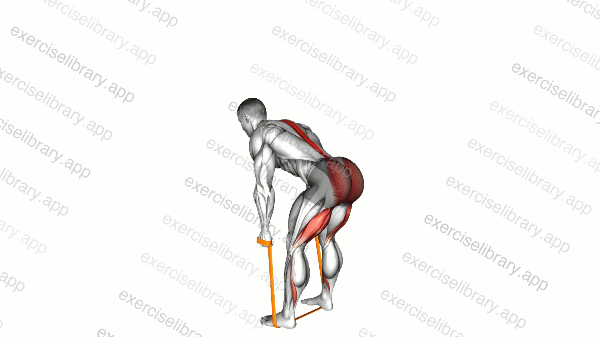 Resistance Band Romanian Deadlift demonstration
