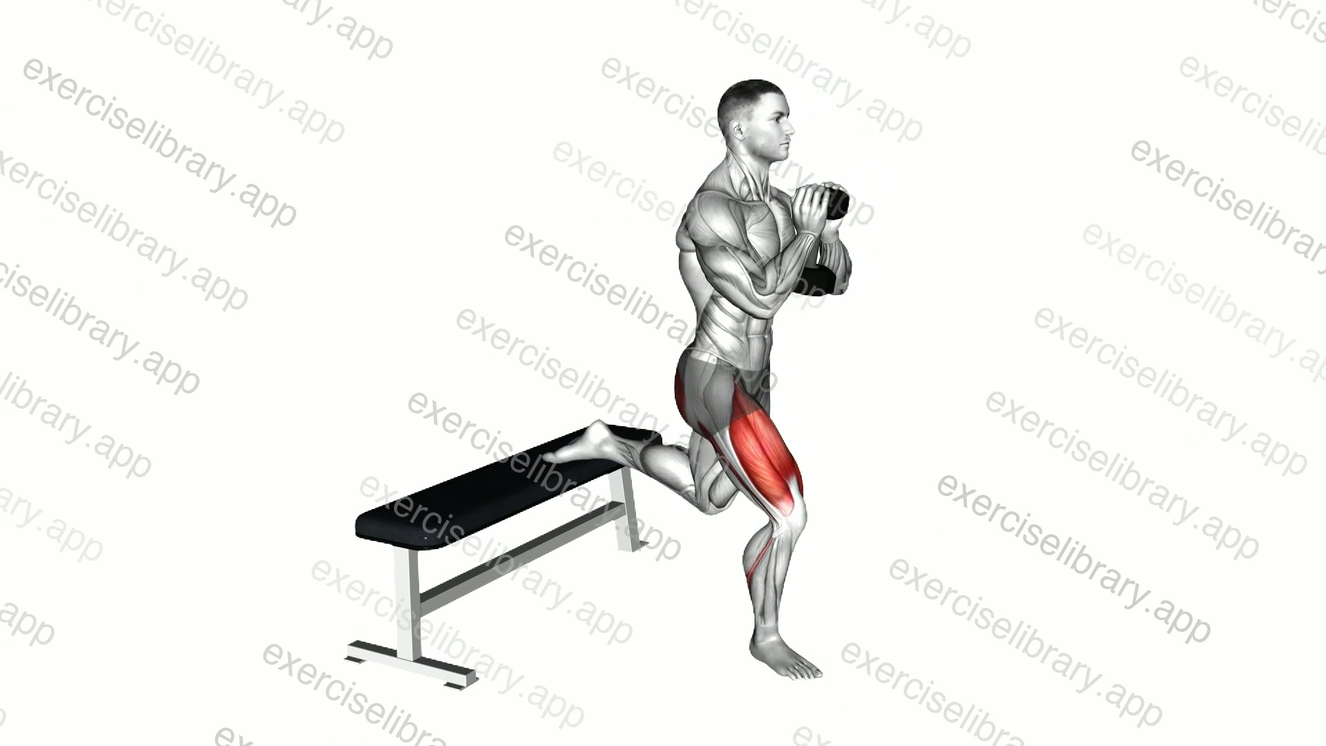 Dumbbell Goblet Bulgarian Split Squat demonstration