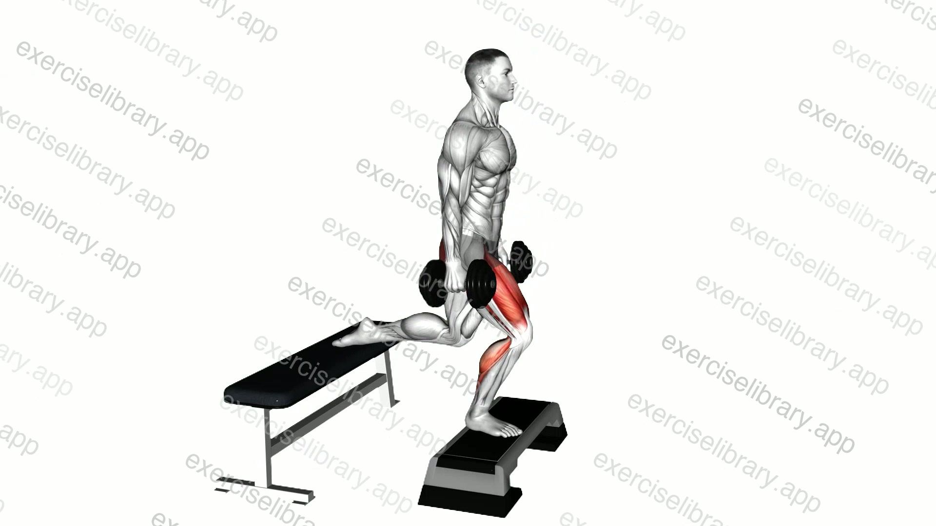 Dumbell Bulgarian Split Squat from Deficit demonstration