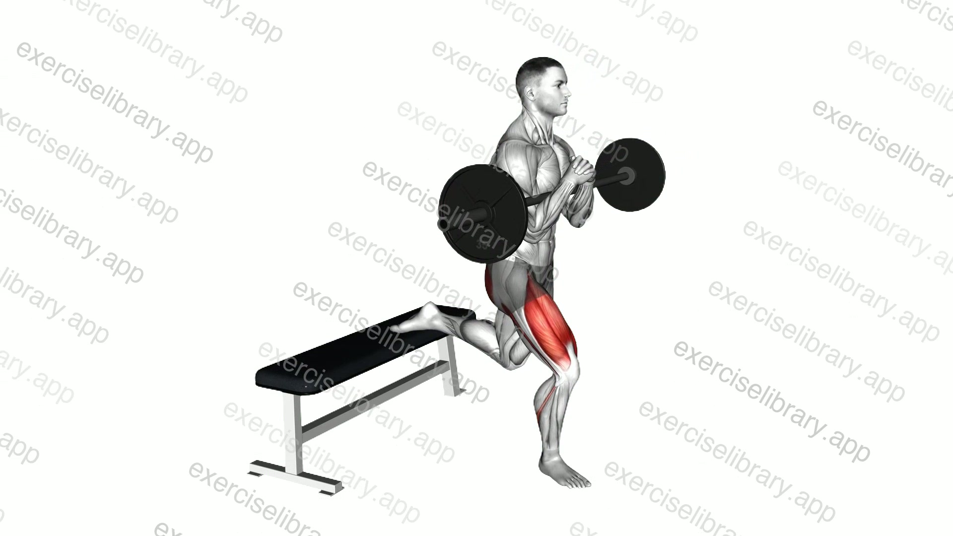 Barbell Zercher Bulgarian Split Squat demonstration