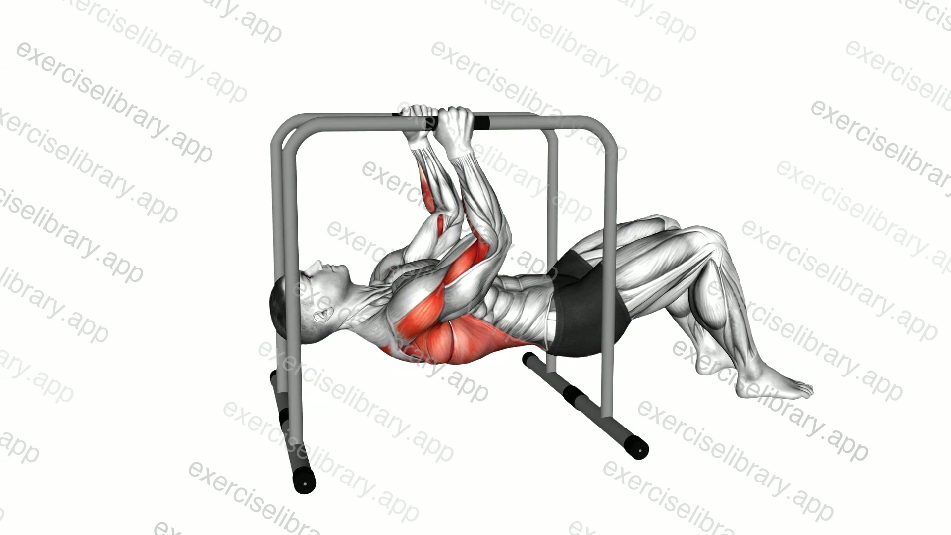 Parallel Bars Bent Knee Inverted Row demonstration