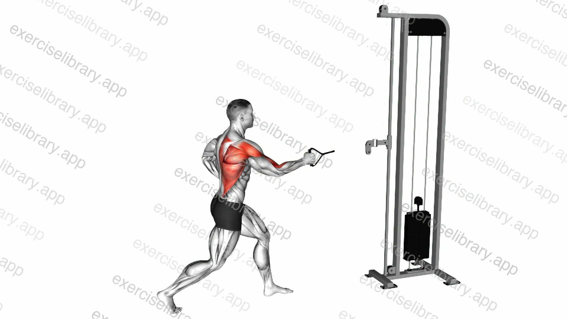 Cable Split Stance Single Arm Row demonstration