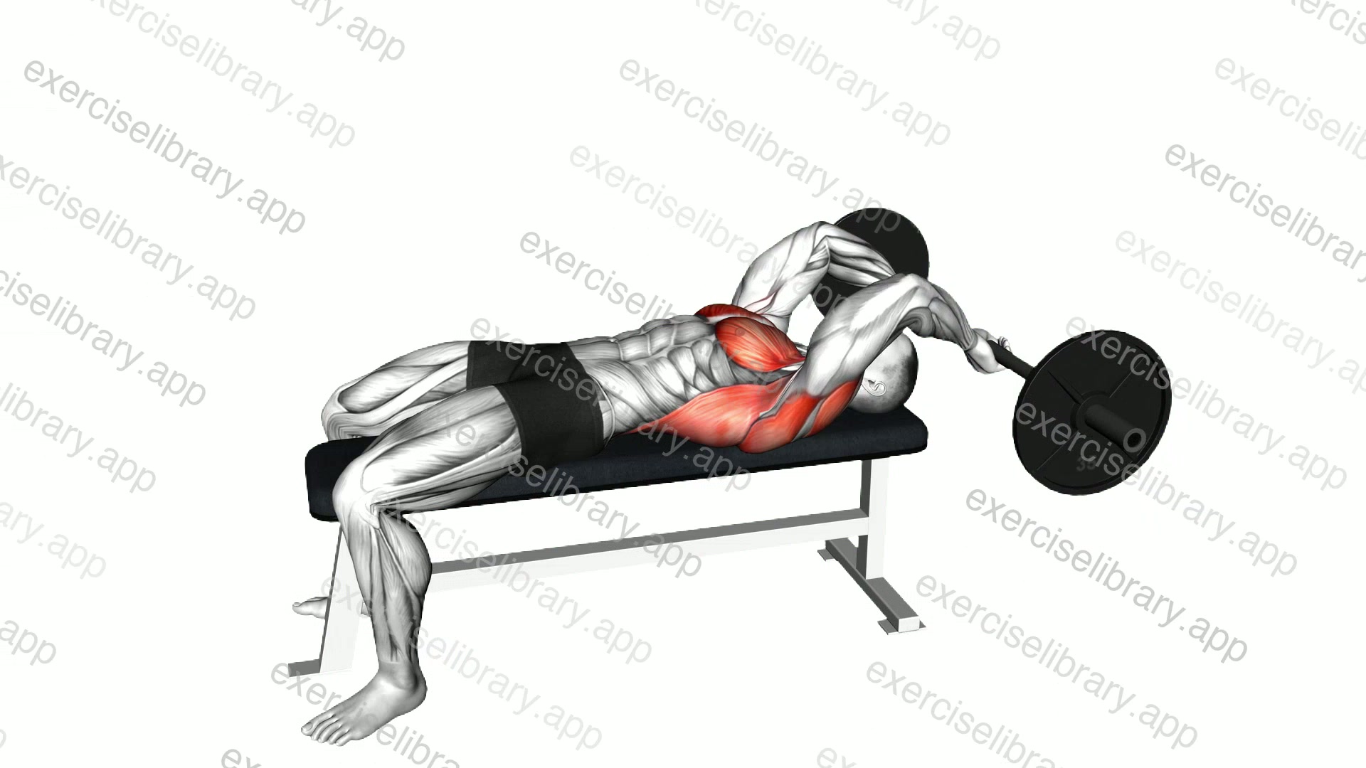 Barbell Bent Arm Pullover demonstration