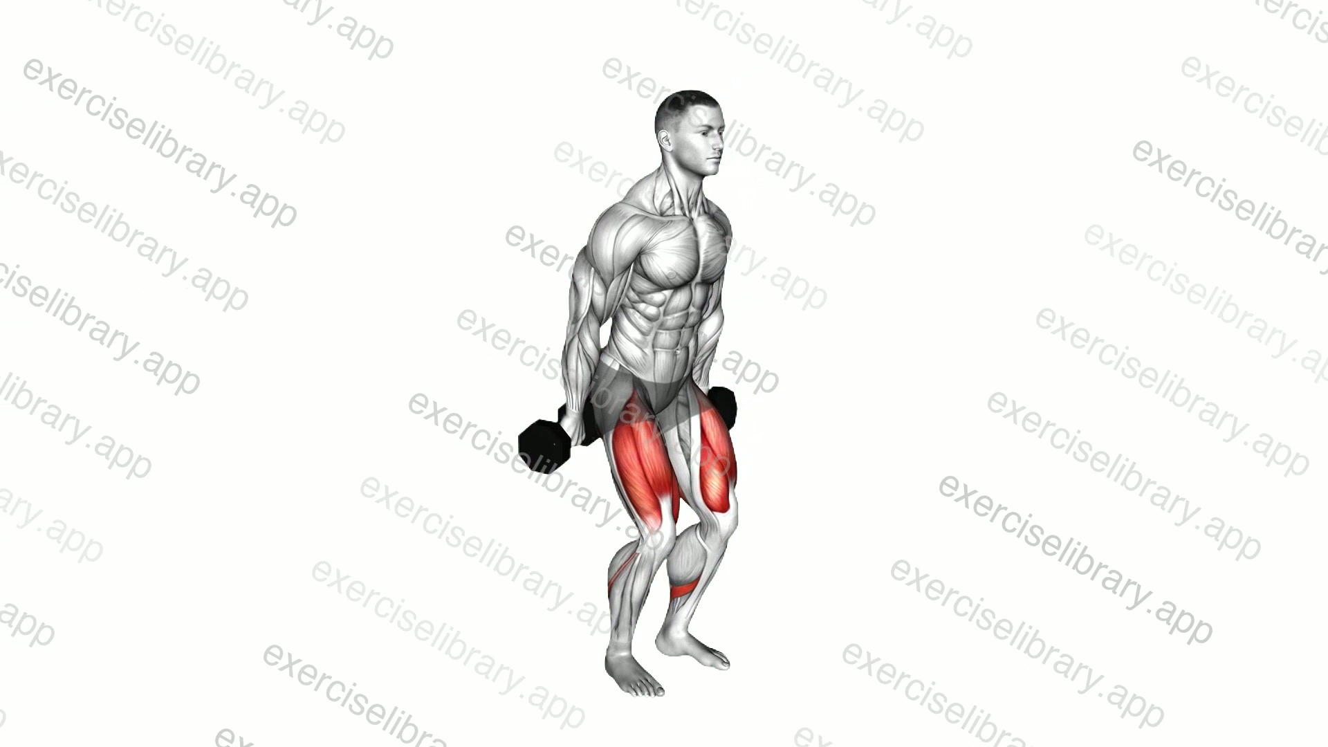 Dumbbell Hack Squat demonstration