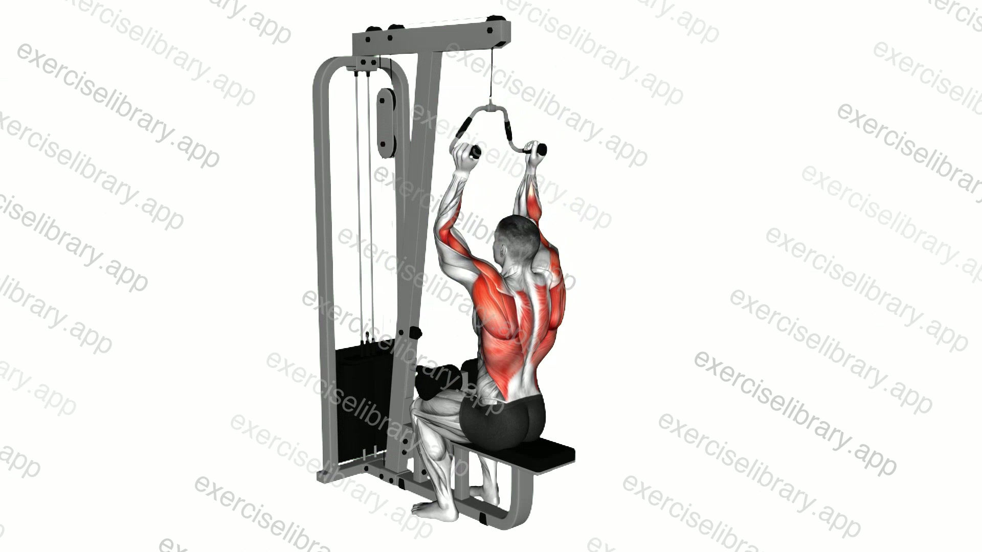 Cable Neutral Grip Lat Pulldown demonstration