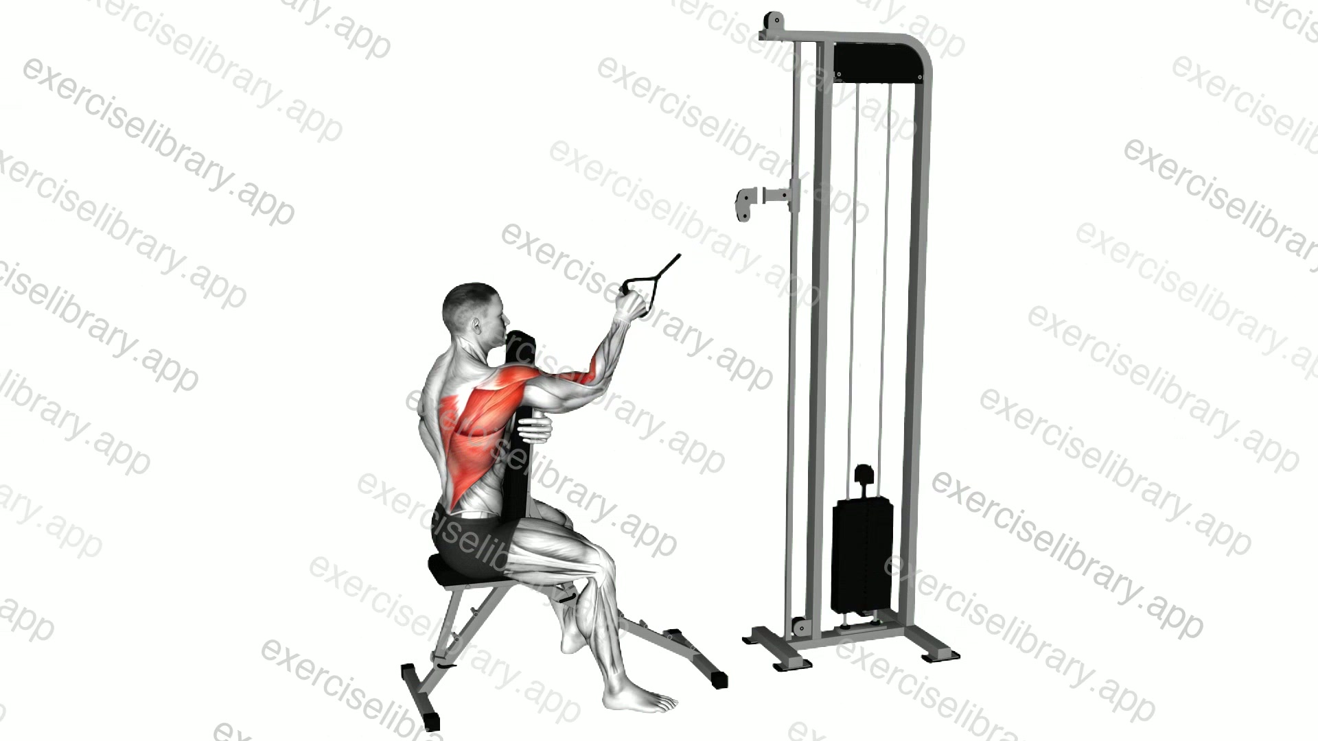 Cable Single Arm High Row with Chest Support demonstration