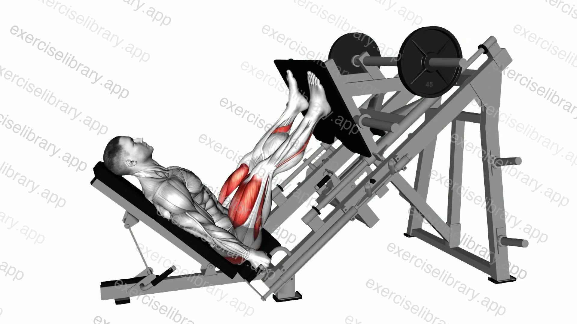 Sled Glute Dominant Leg Press demonstration
