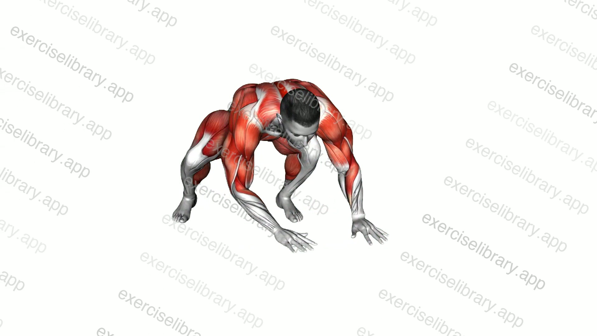 Ape Traverse demonstration