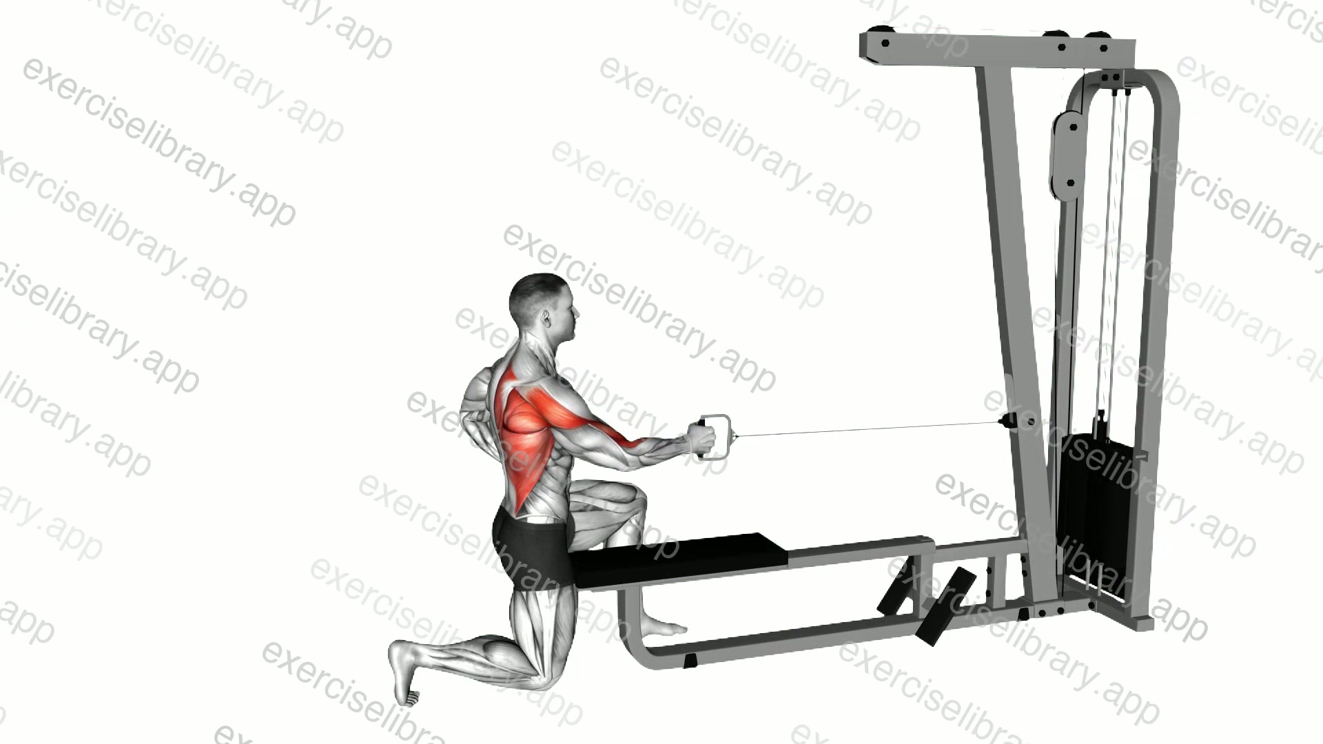 Cable Half Kneeling Single Arm Row demonstration