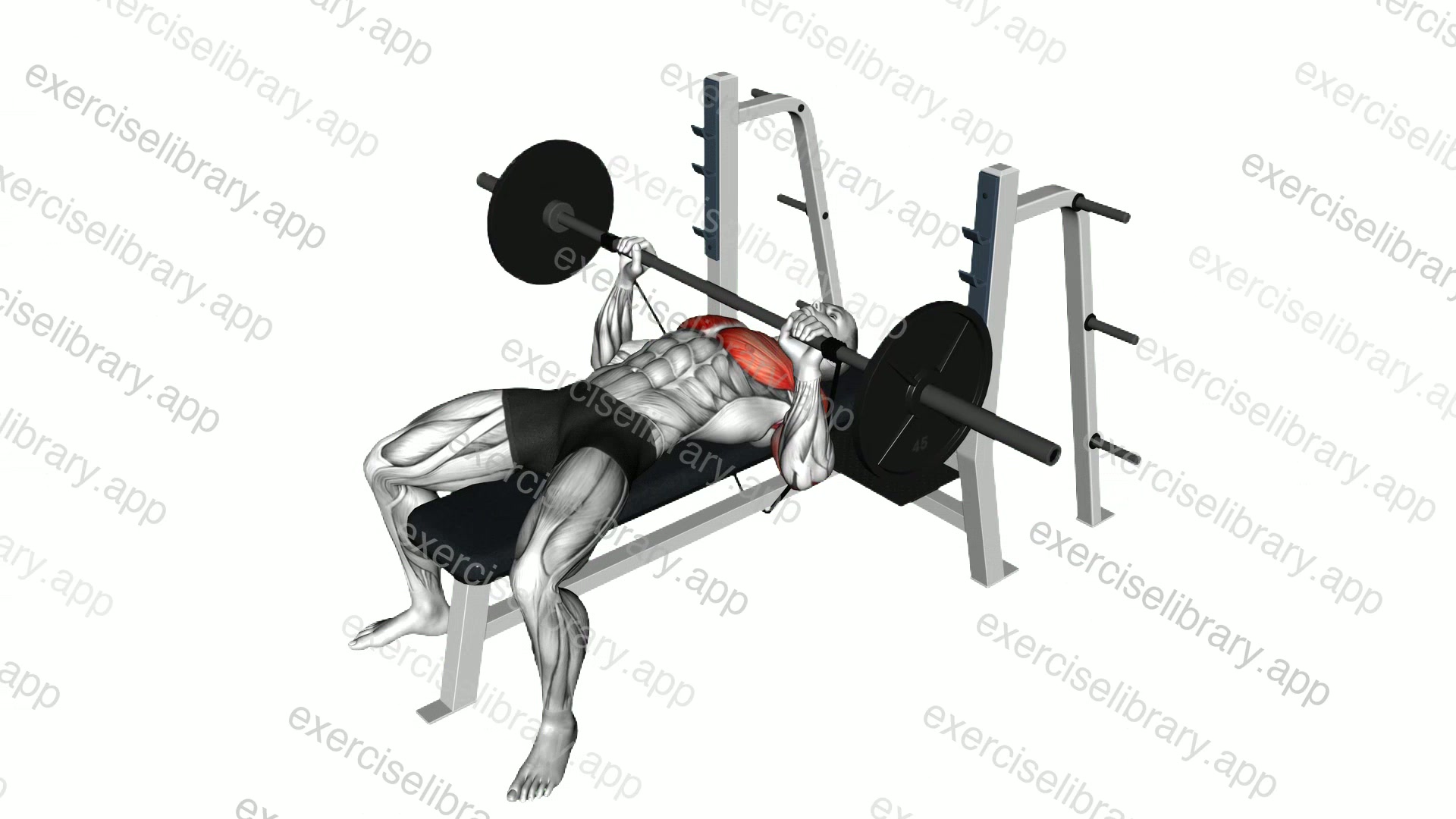 Barbell Banded Bench Press demonstration