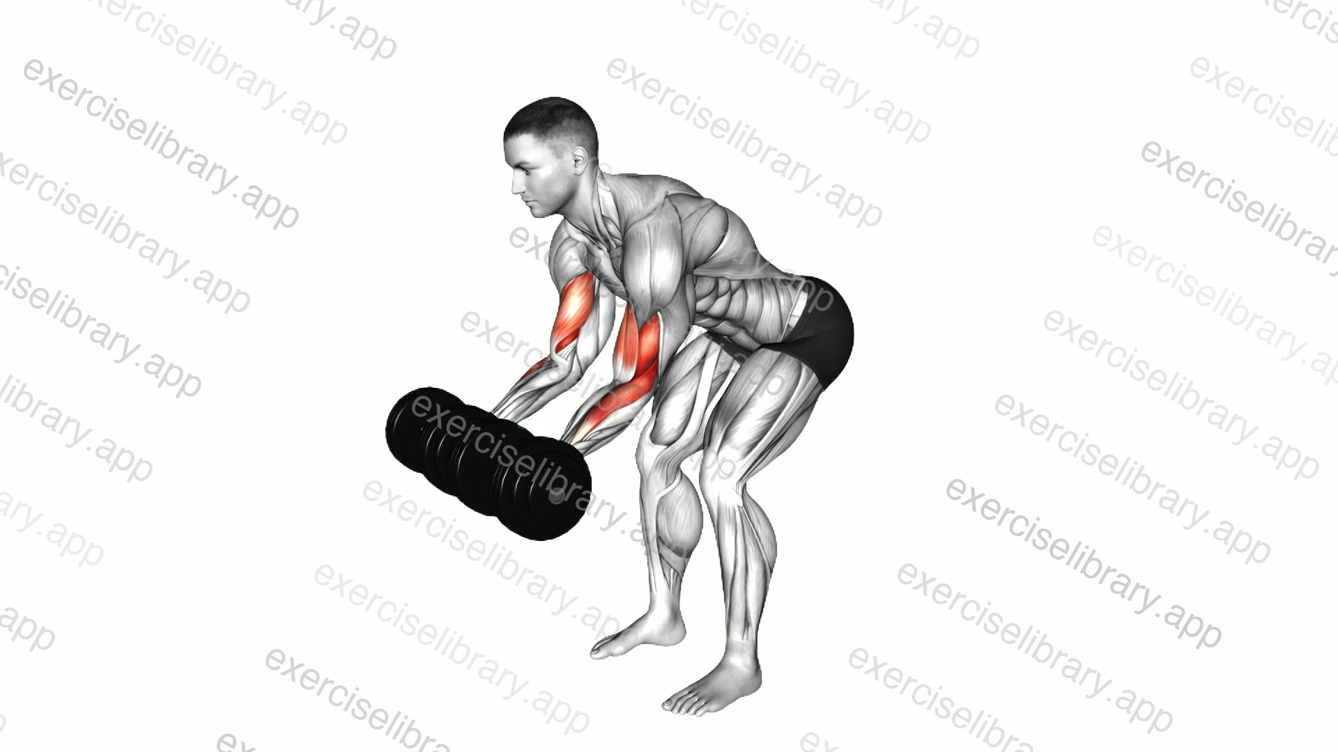 Dumbbell Bent Over Curl demonstration
