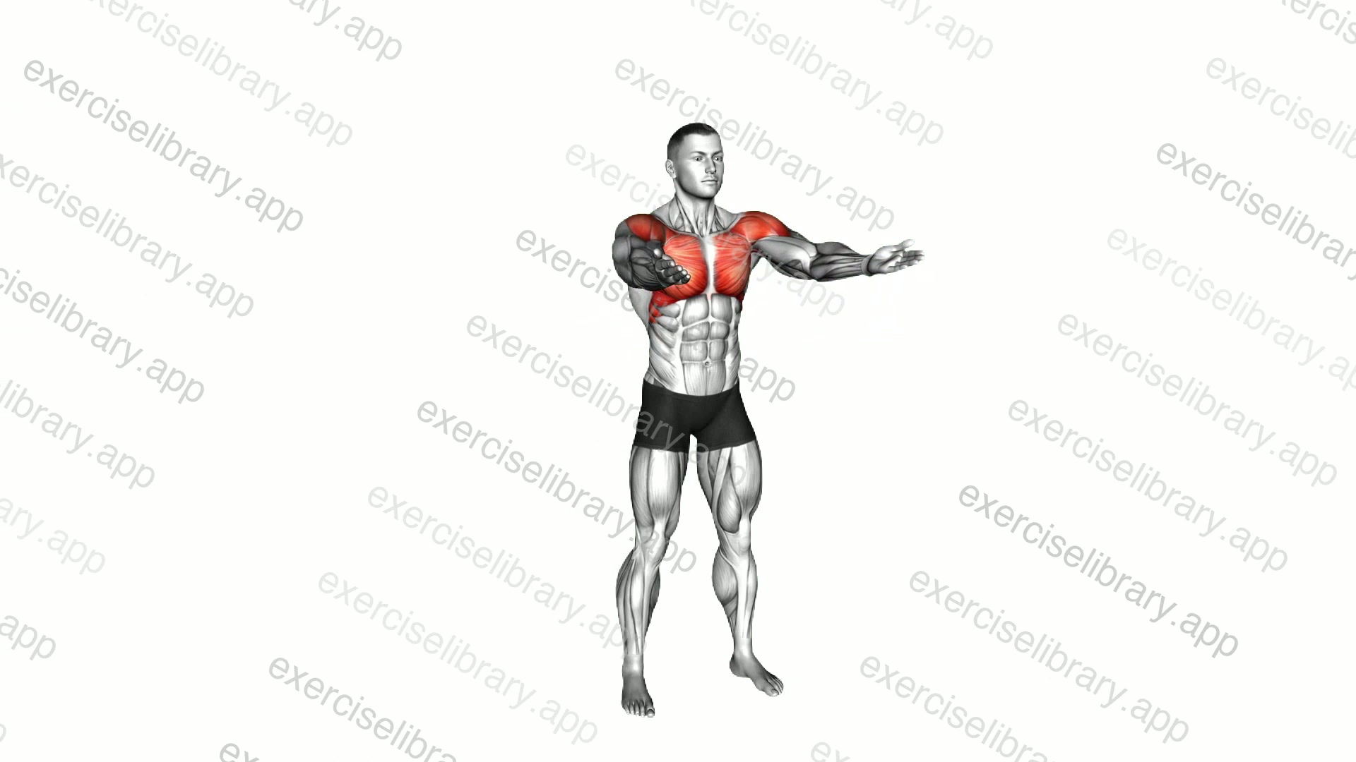 Criss Cross Upper Chest Raise demonstration