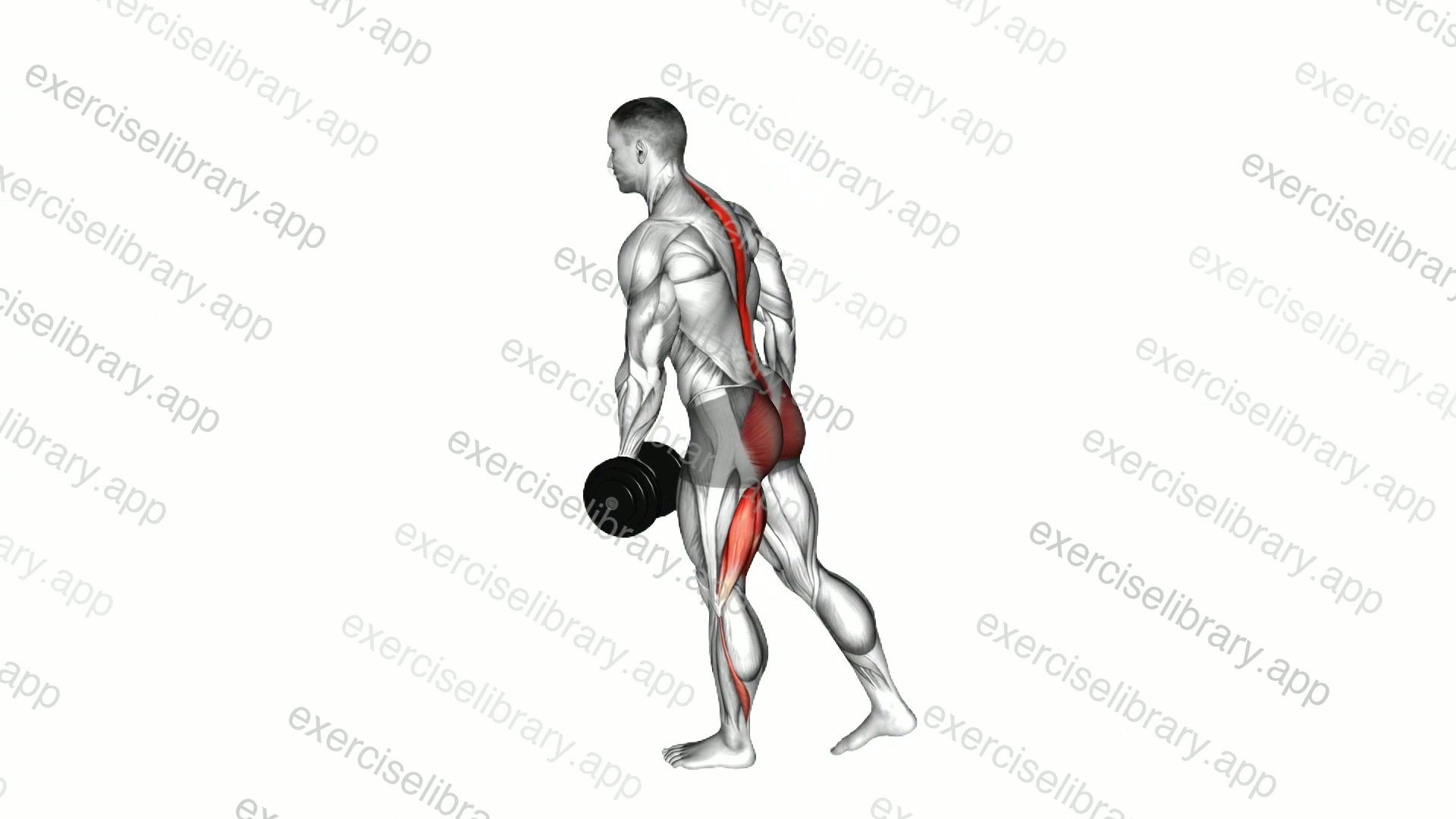 Dumbbell Ipsilateral Single Leg Stiff Leg Deadlift demonstration