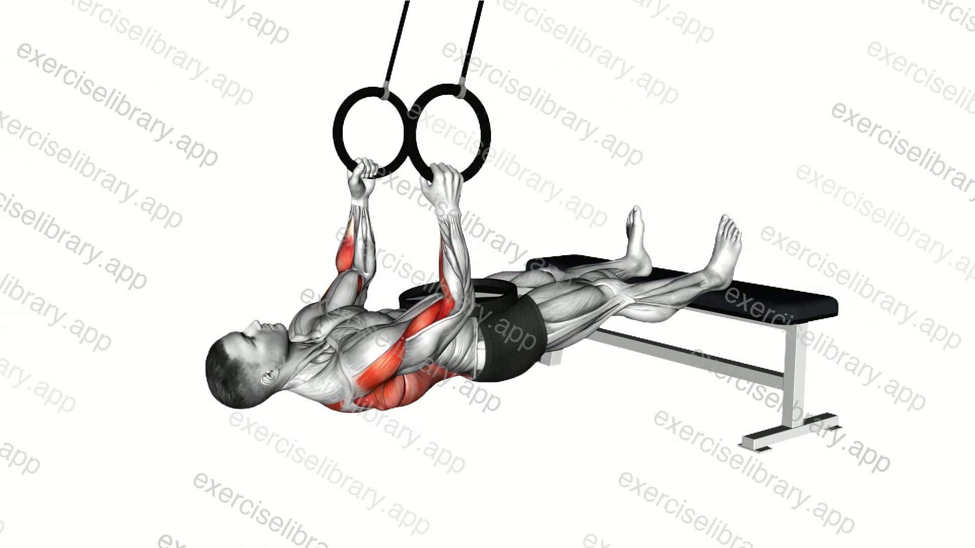Ring Weighted Neutral Grip Inverted Row demonstration