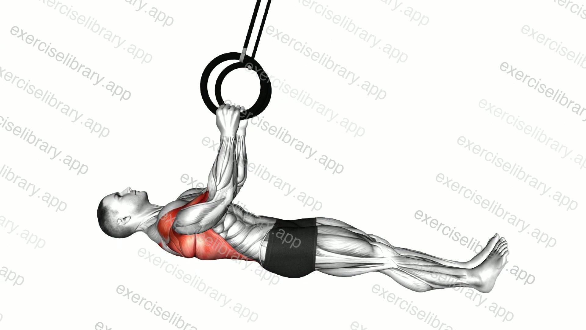 Ring Inverted Row parallel to the floor demonstration