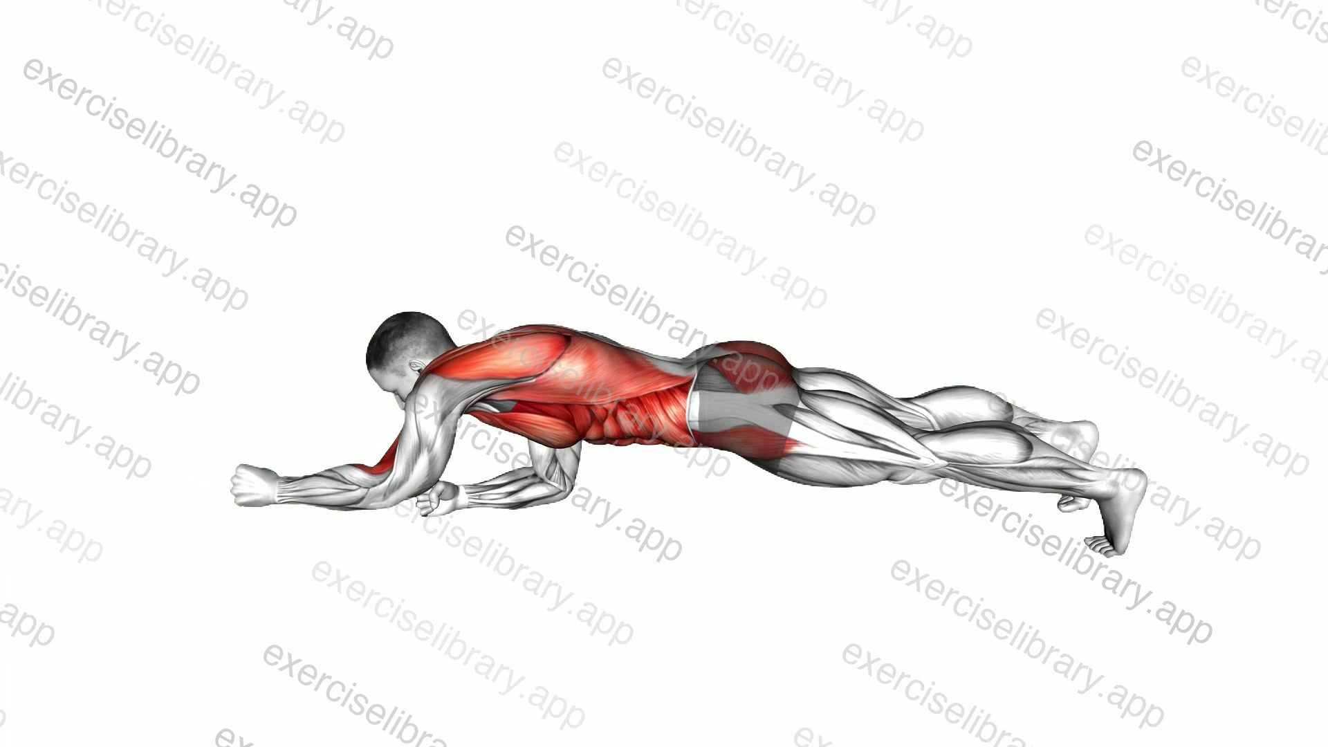 Resistance Band Elbow Plank with Single Arm Pulldown demonstration