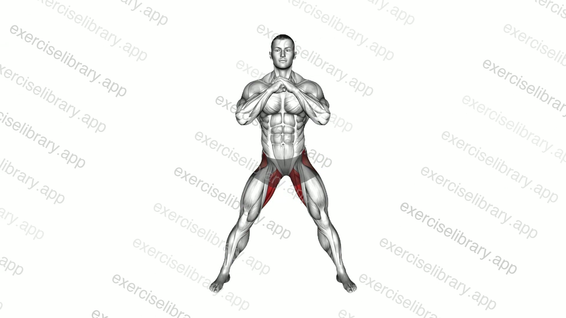 Adductors Stretch Coronal Plane demonstration