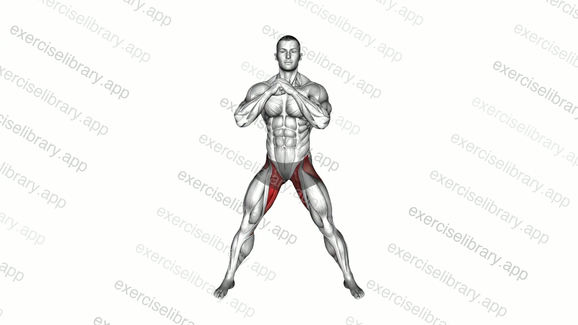 Adductors Stretch Transverse Plane demonstration