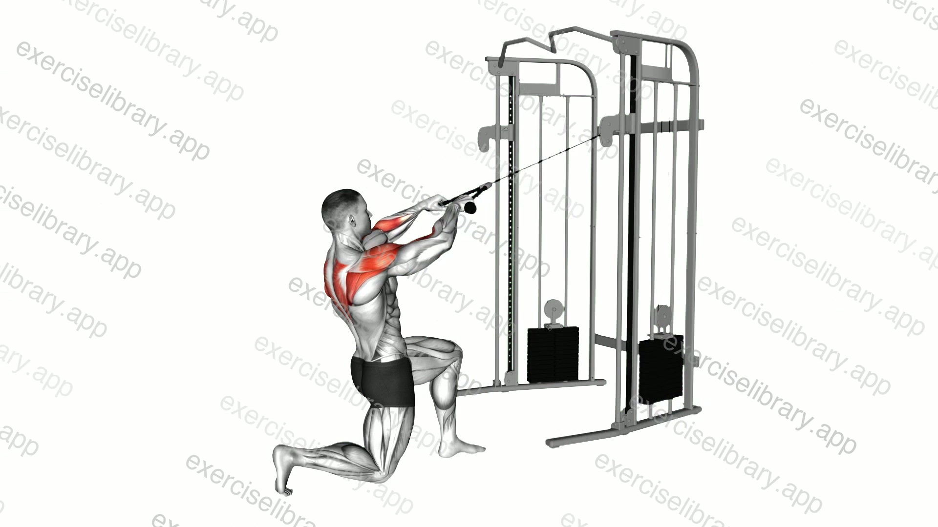 Cable Half Kneeling Face Pull demonstration