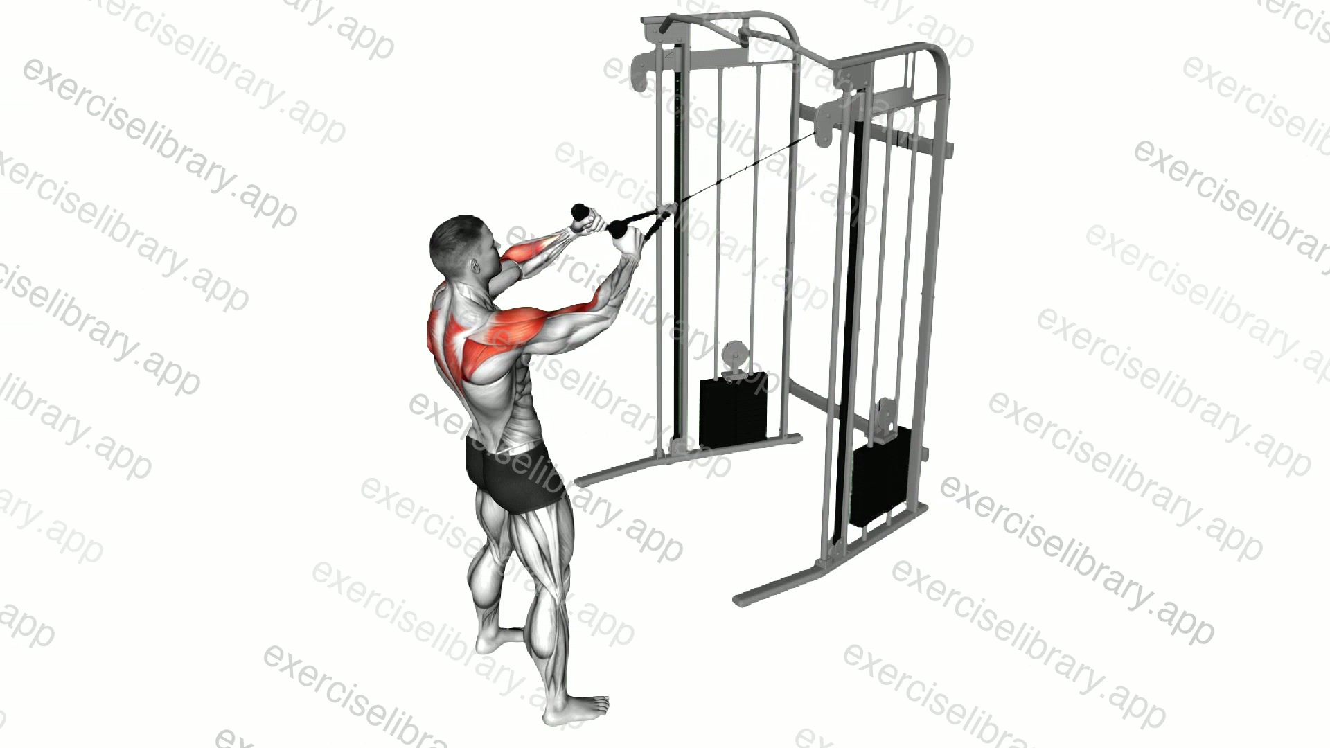 Cable Standing Supinated Face Pull demonstration