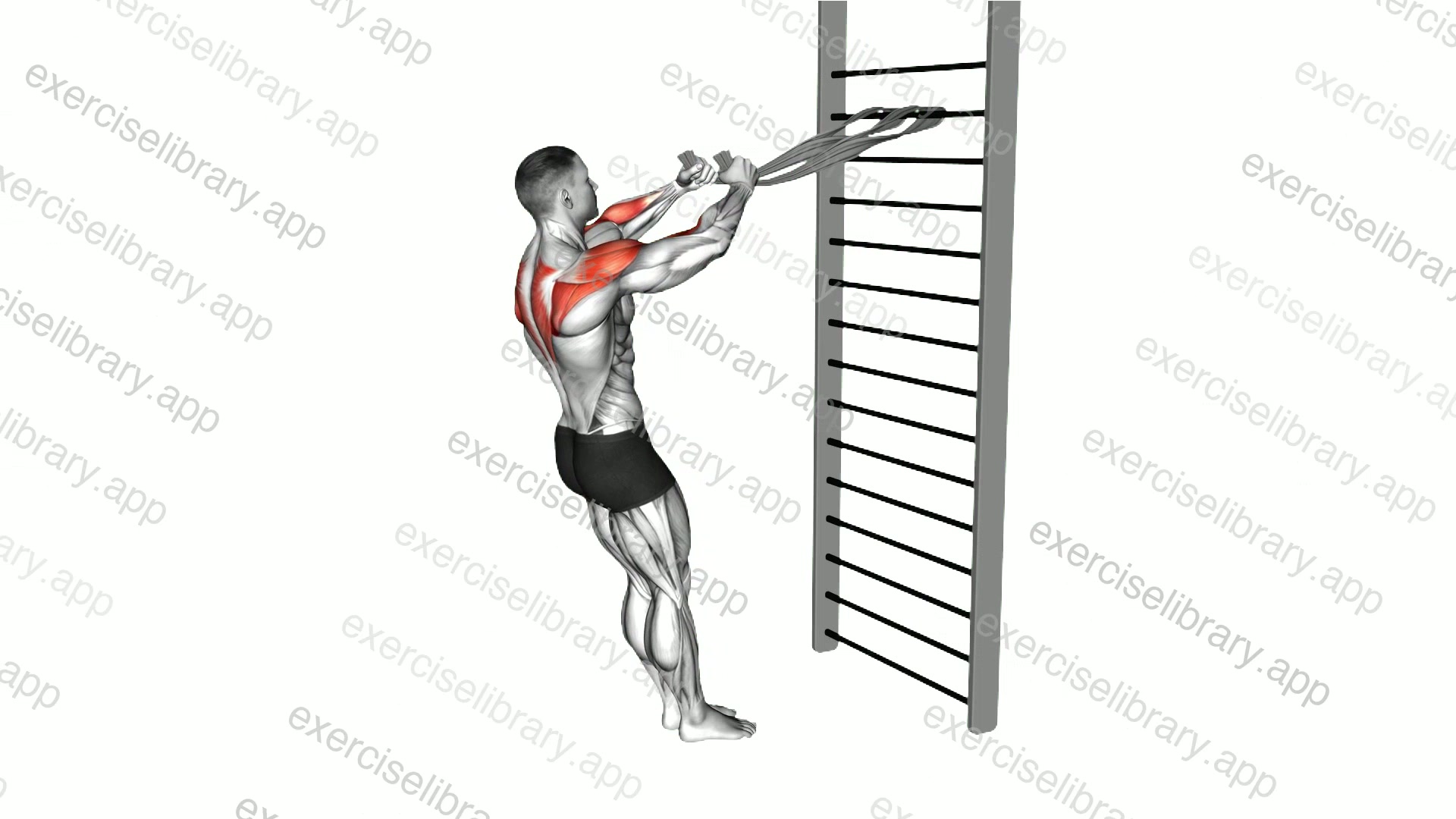 Standing Supinated Face Pull demonstration