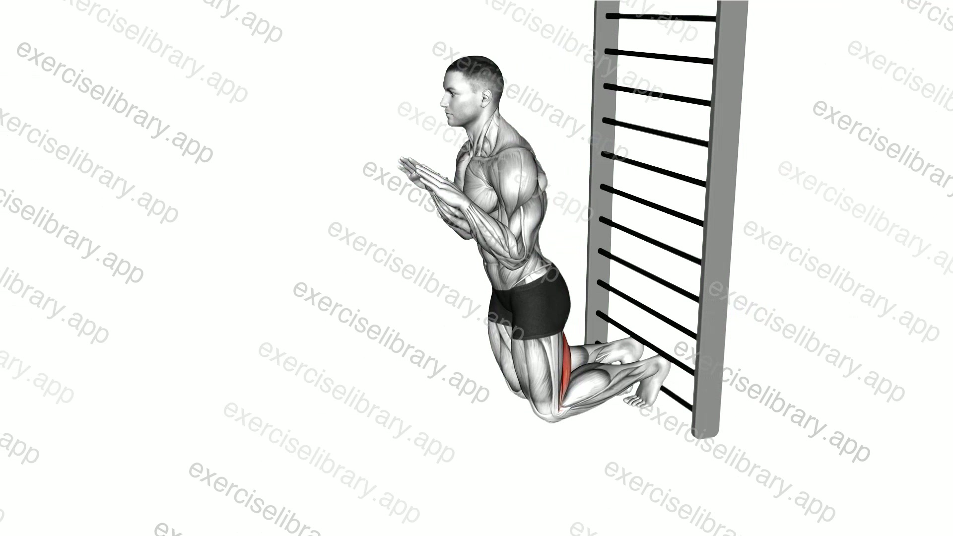 Nordic Hamstring Curl demonstration