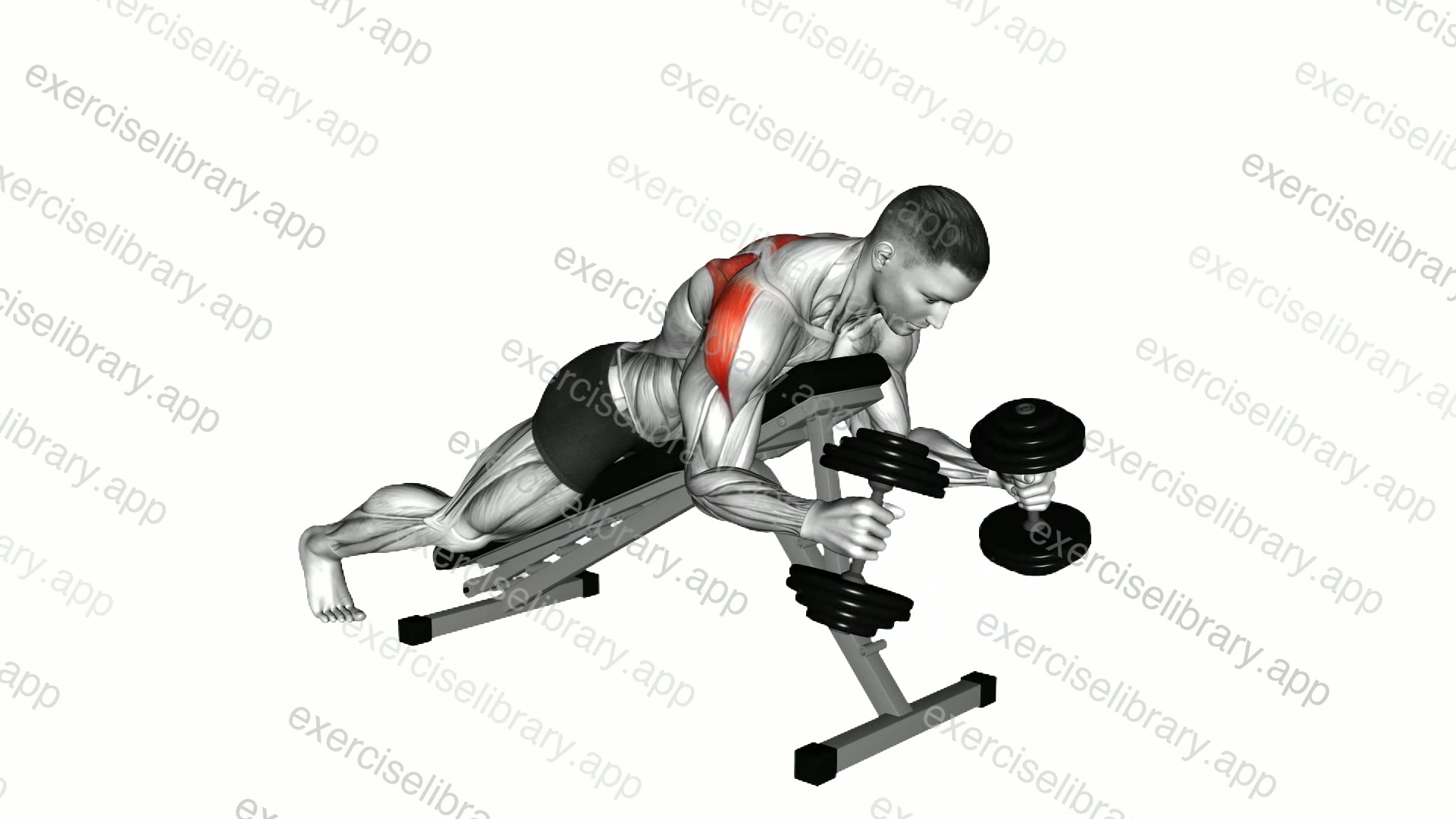 Dumbbell Prone W Raise demonstration