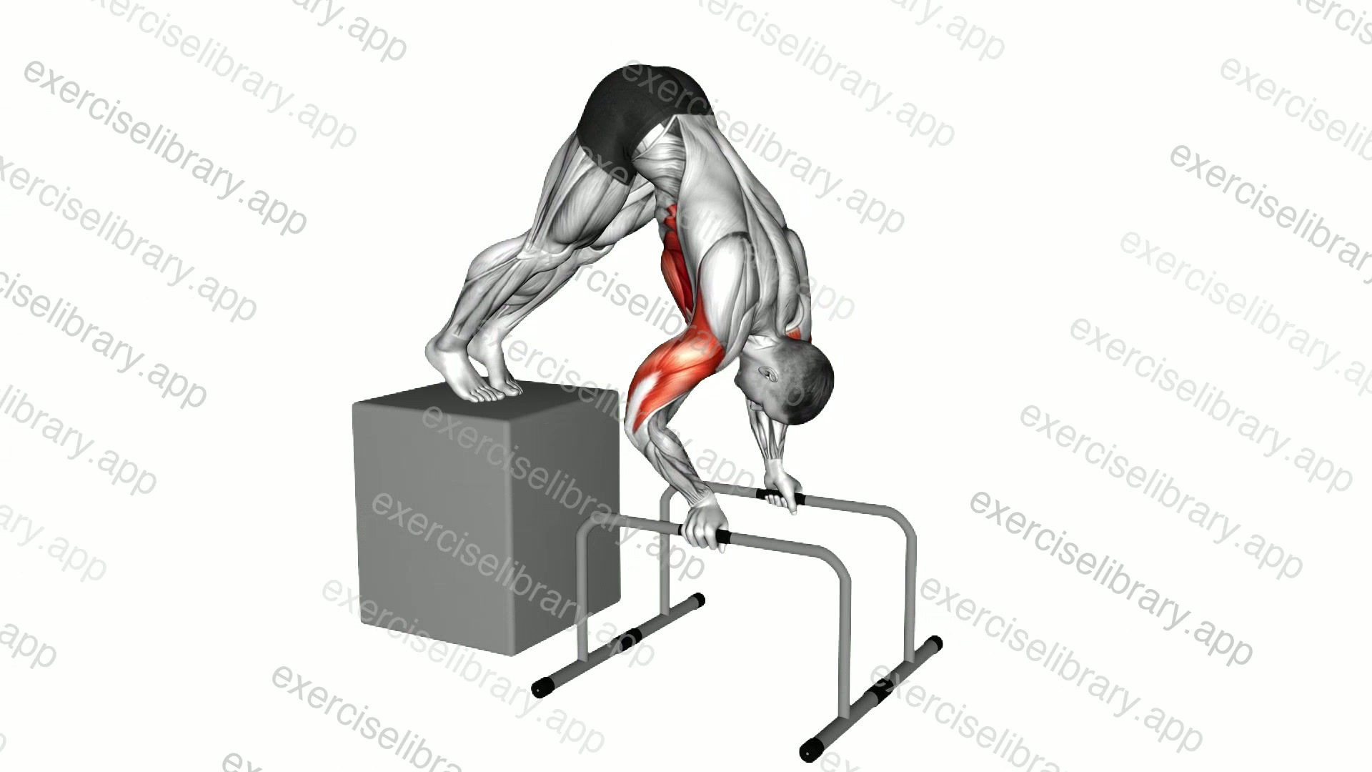 Elevanted Pike Push-up from deficit with parallettes demonstration