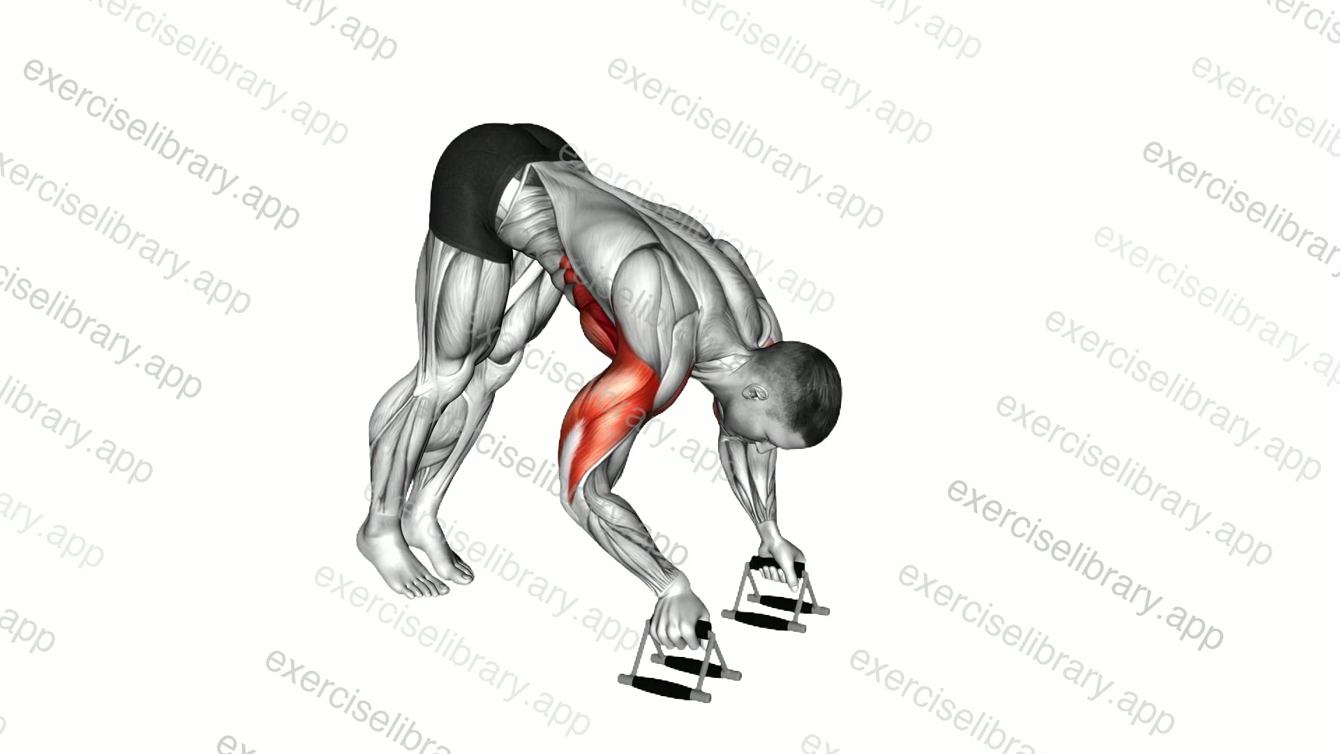 Pike Push-up with parallettes demonstration