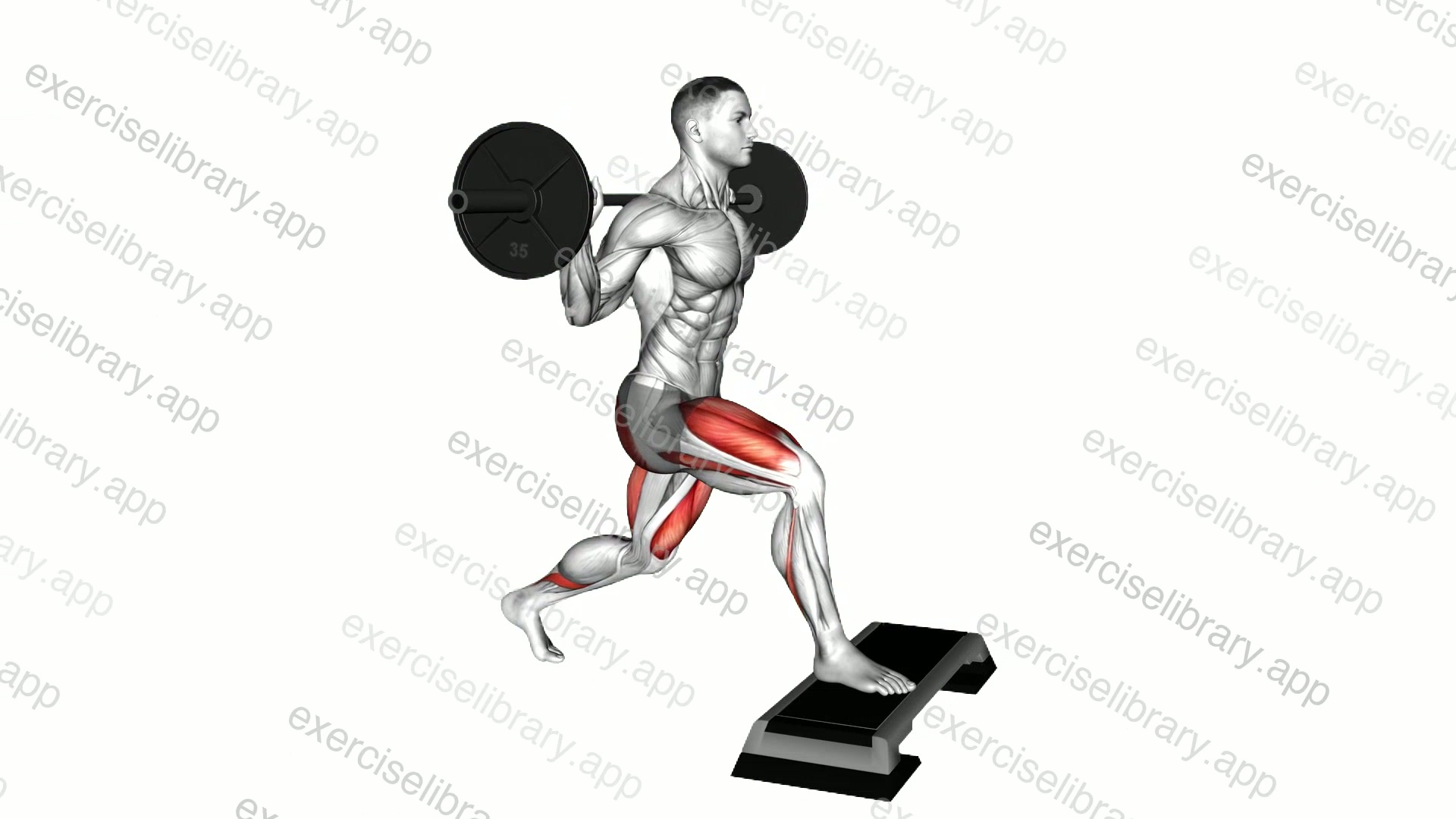 Barbell Split Squat Front Foot Elevanted demonstration