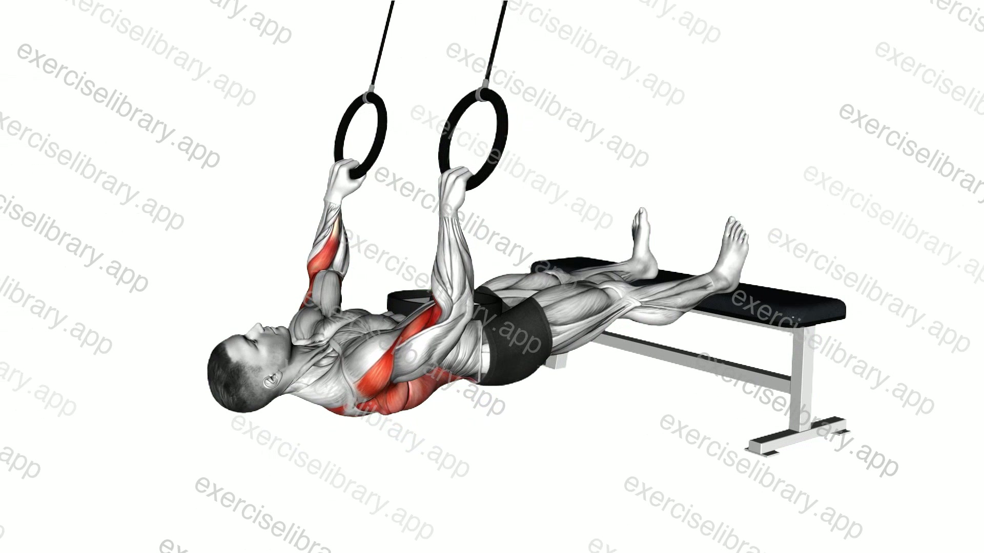 Ring Weighted Pronated Grip Inverted Row demonstration
