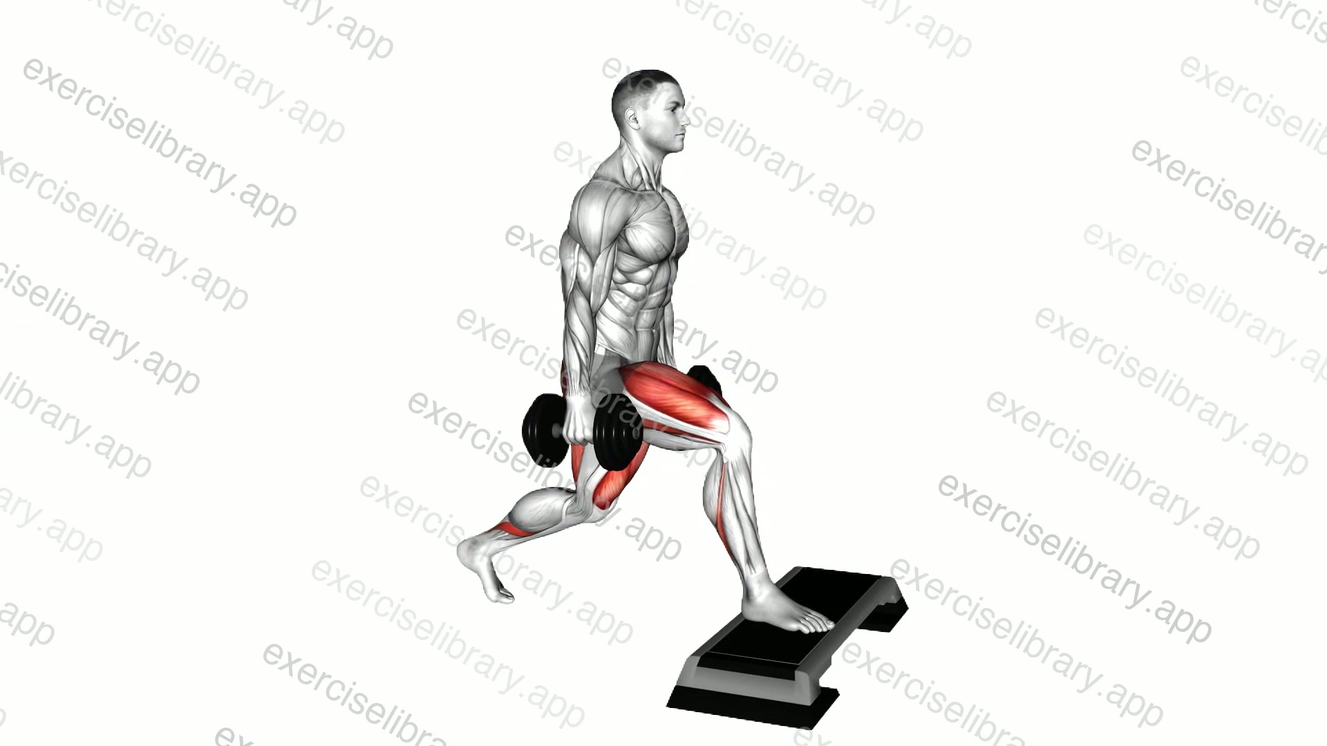 Dumbbell Split Squat Front Foot Elevanted demonstration