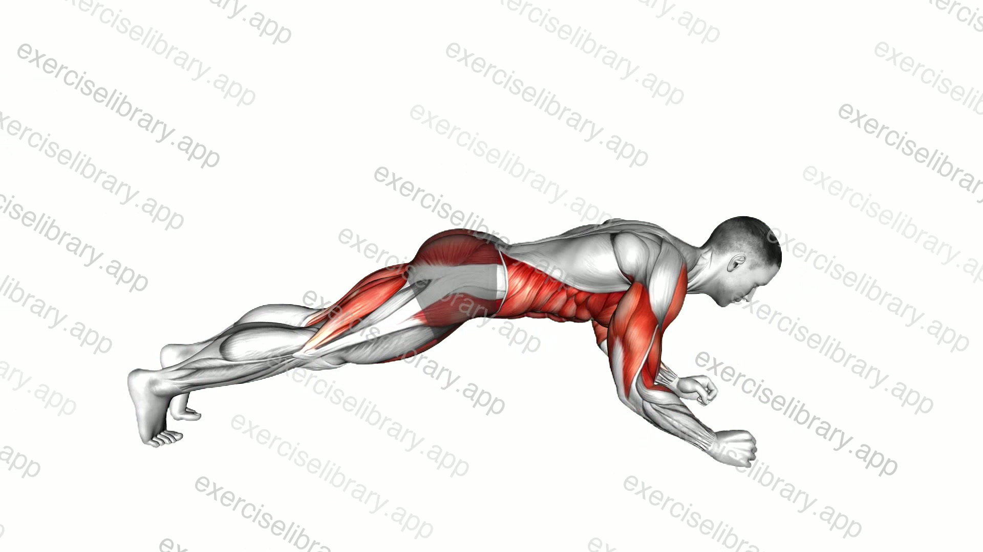 Explosive Dynamic Plank demonstration