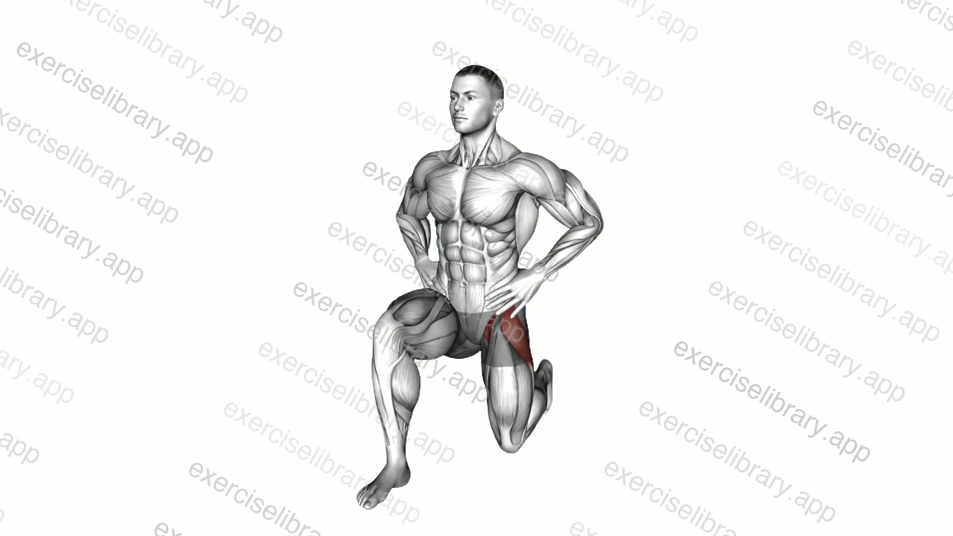 Kneeling Hip Flexor Frontal demonstration