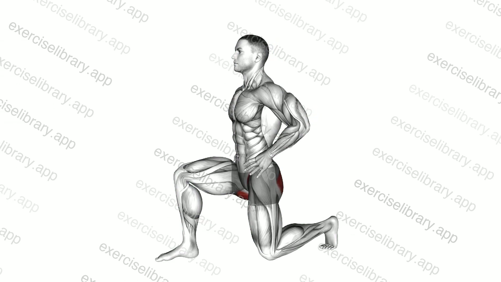 Kneeling Hip Flexor Sagital demonstration