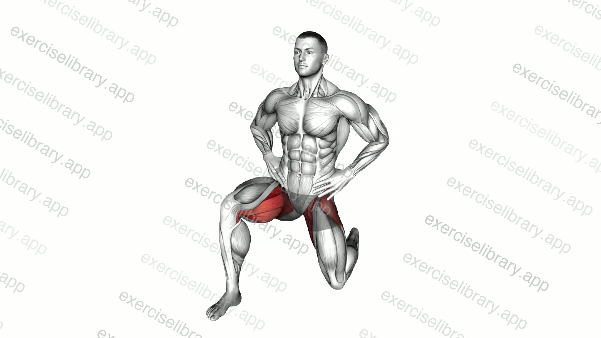 Kneeling Hip Flexor Transverse demonstration