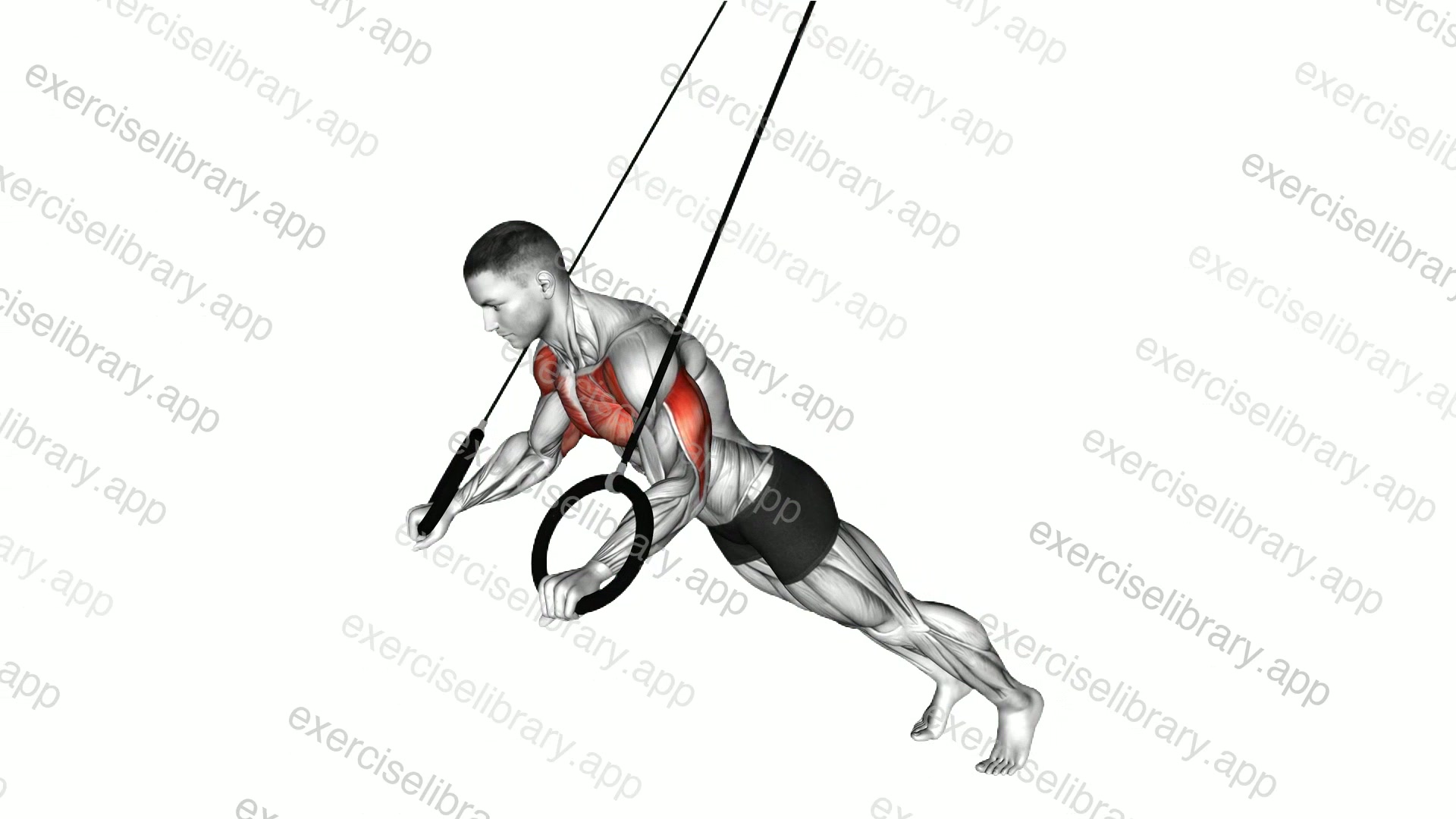 Ring Incline Push-up demonstration