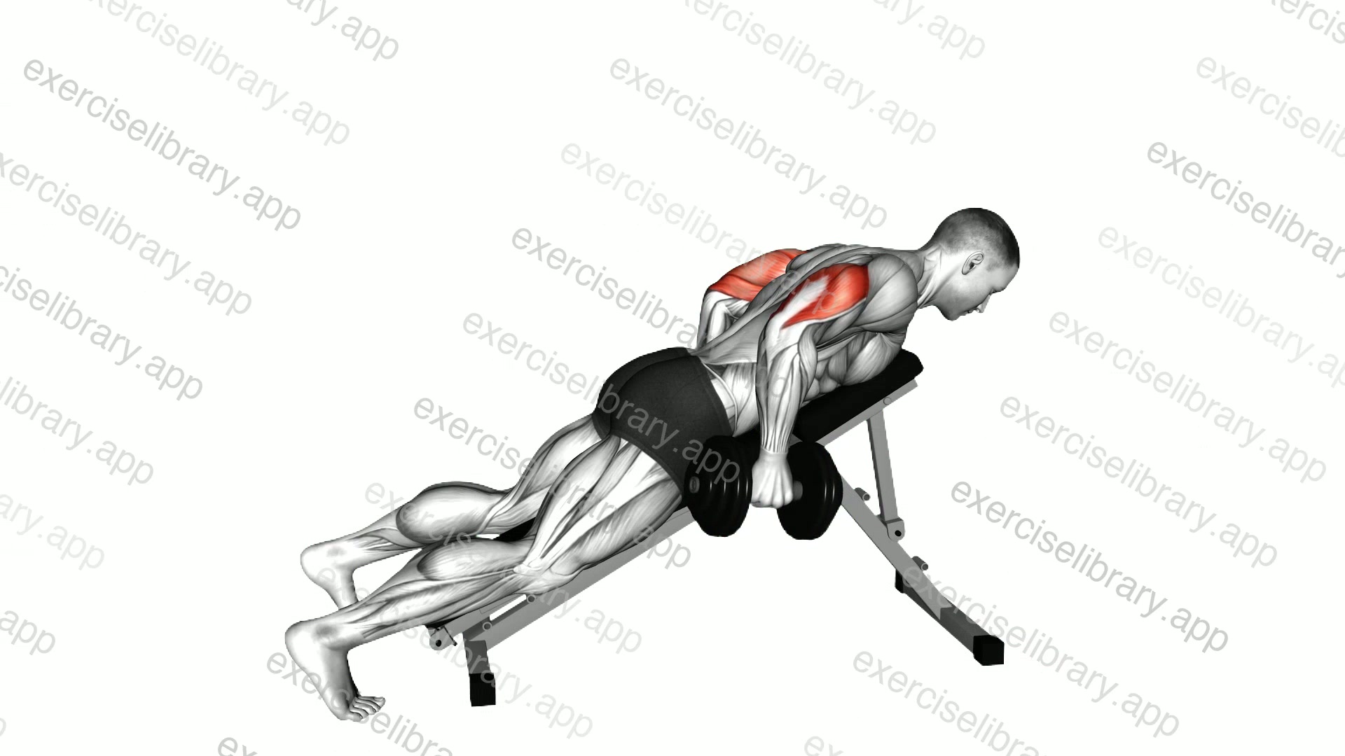 Dumbbell Incline Triceps Kickback demonstration