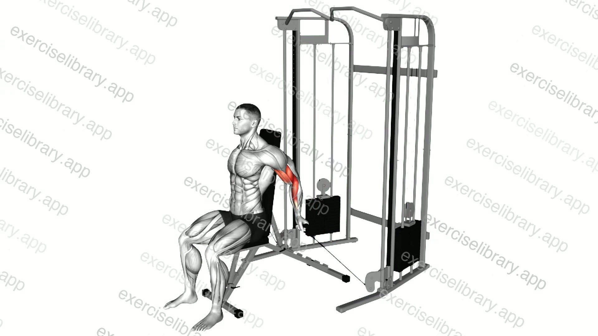 Cable Seated Unilateral Biceps Curl demonstration