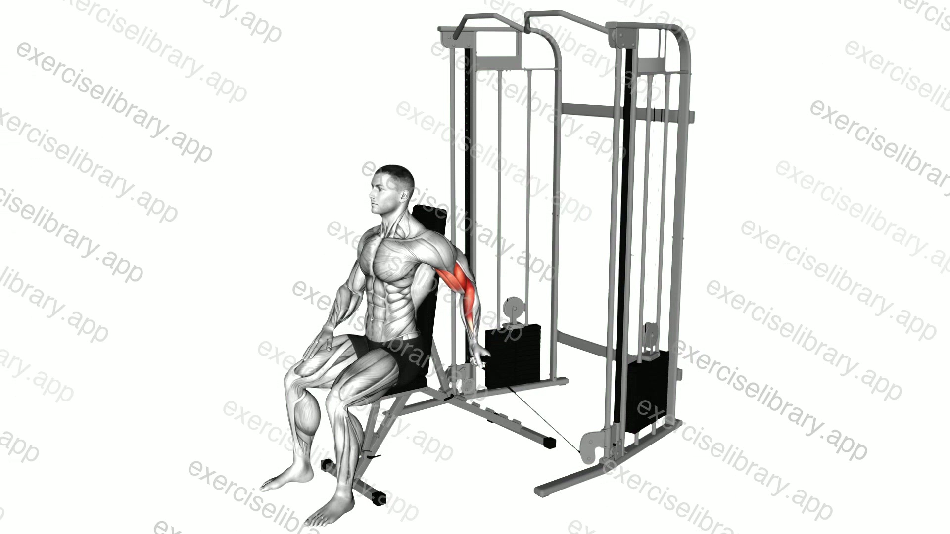 Cable Seated Single Arm Unilateral Biceps Curl demonstration
