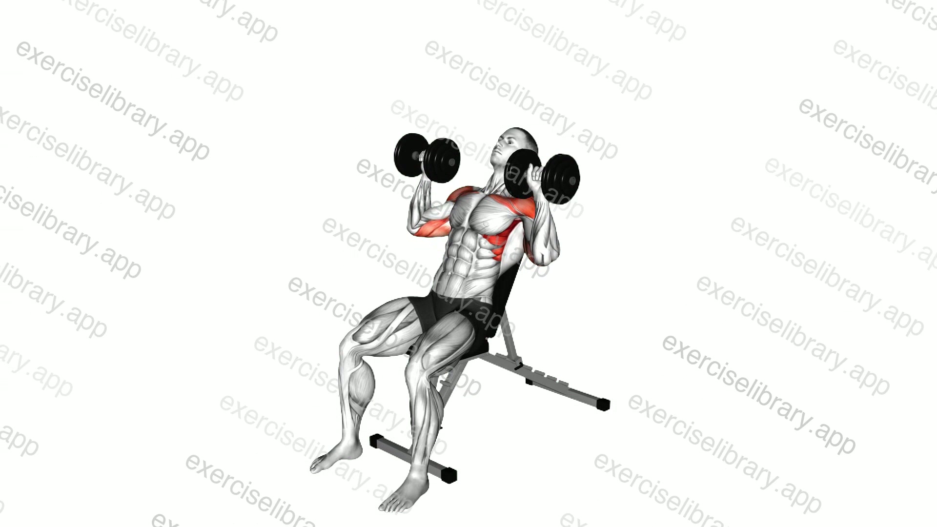 Dumbbell Incline Shoulders Press demonstration