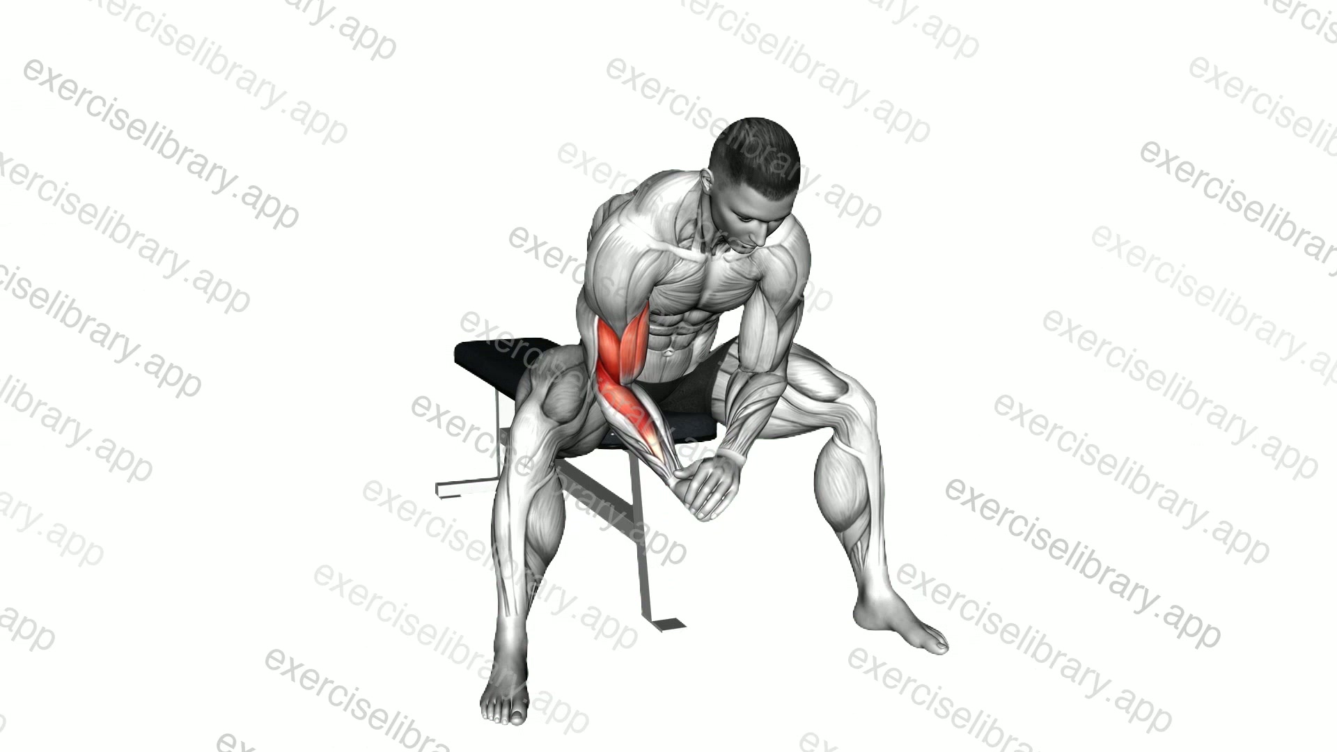 Bodyweight Seated Single Arm Concentration Curl demonstration