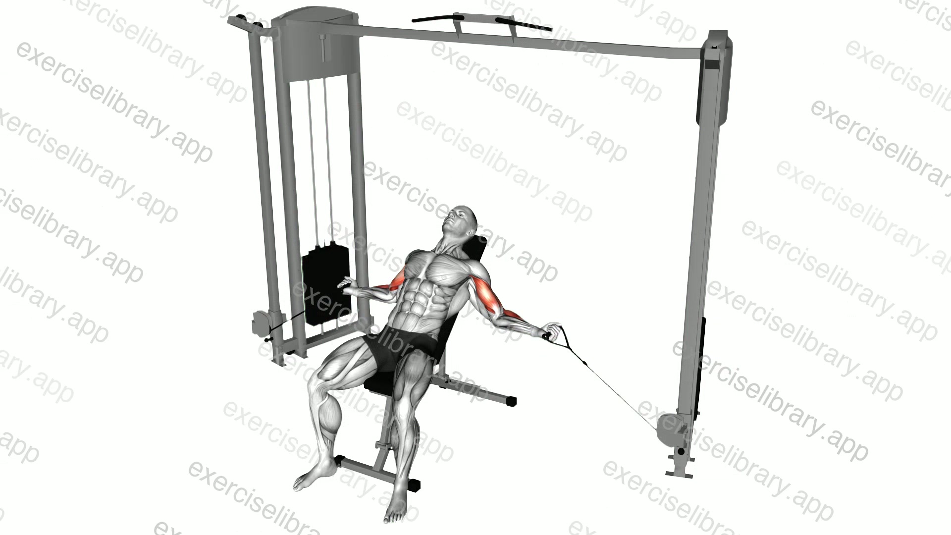Cable Incline Inner Biceps Curl demonstration