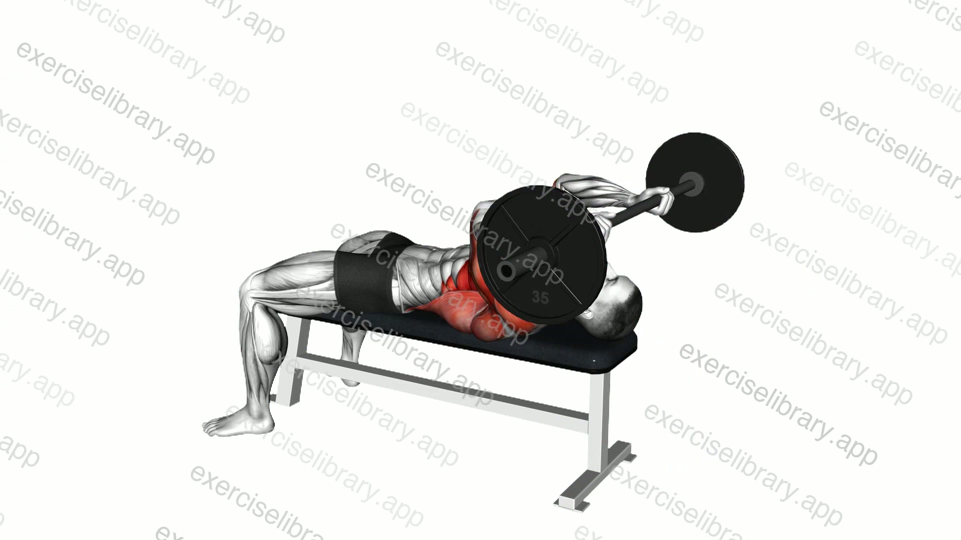 Barbell Pullover with Bench Press demonstration