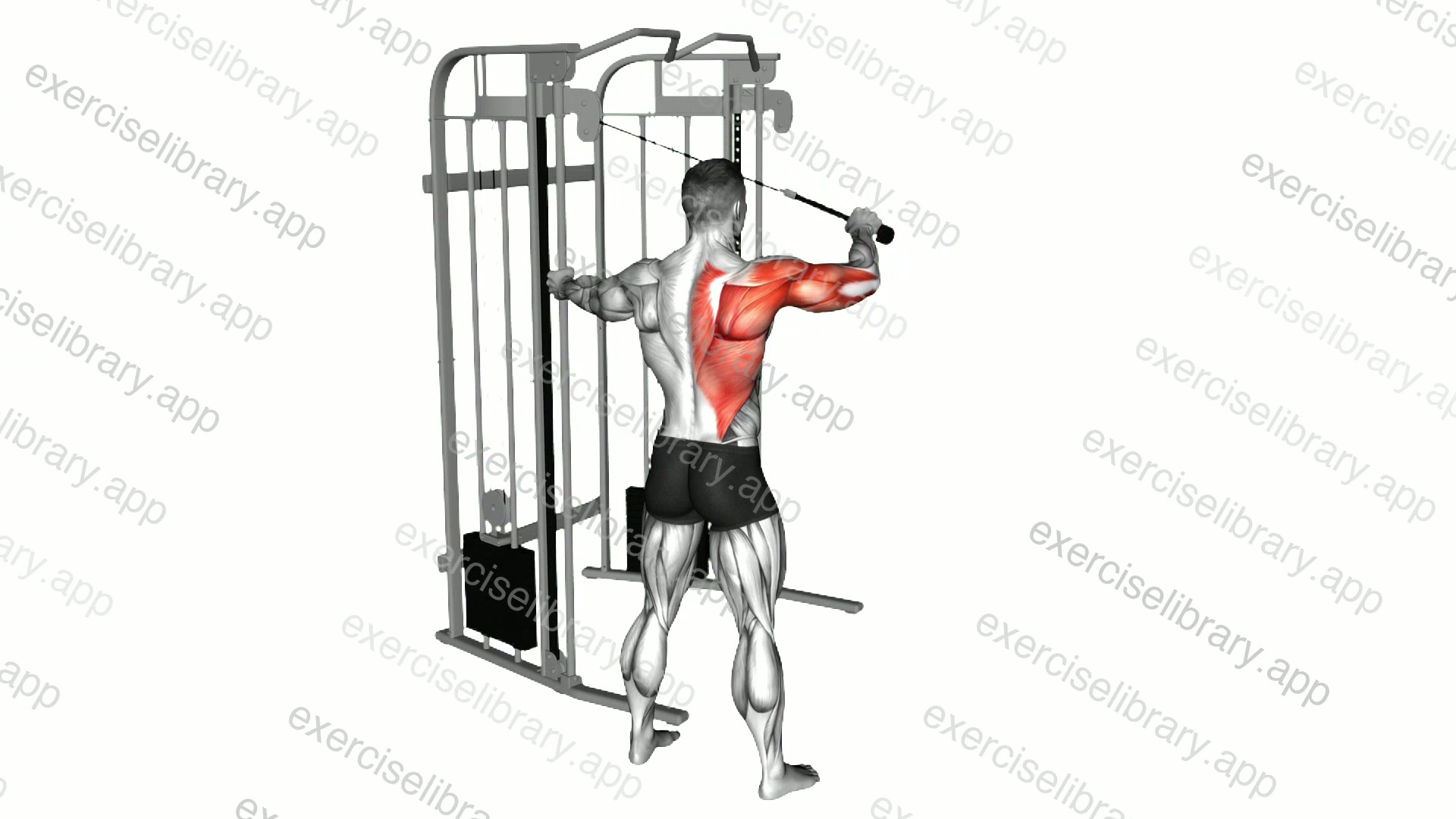 Cable Standing Single Delt Row demonstration
