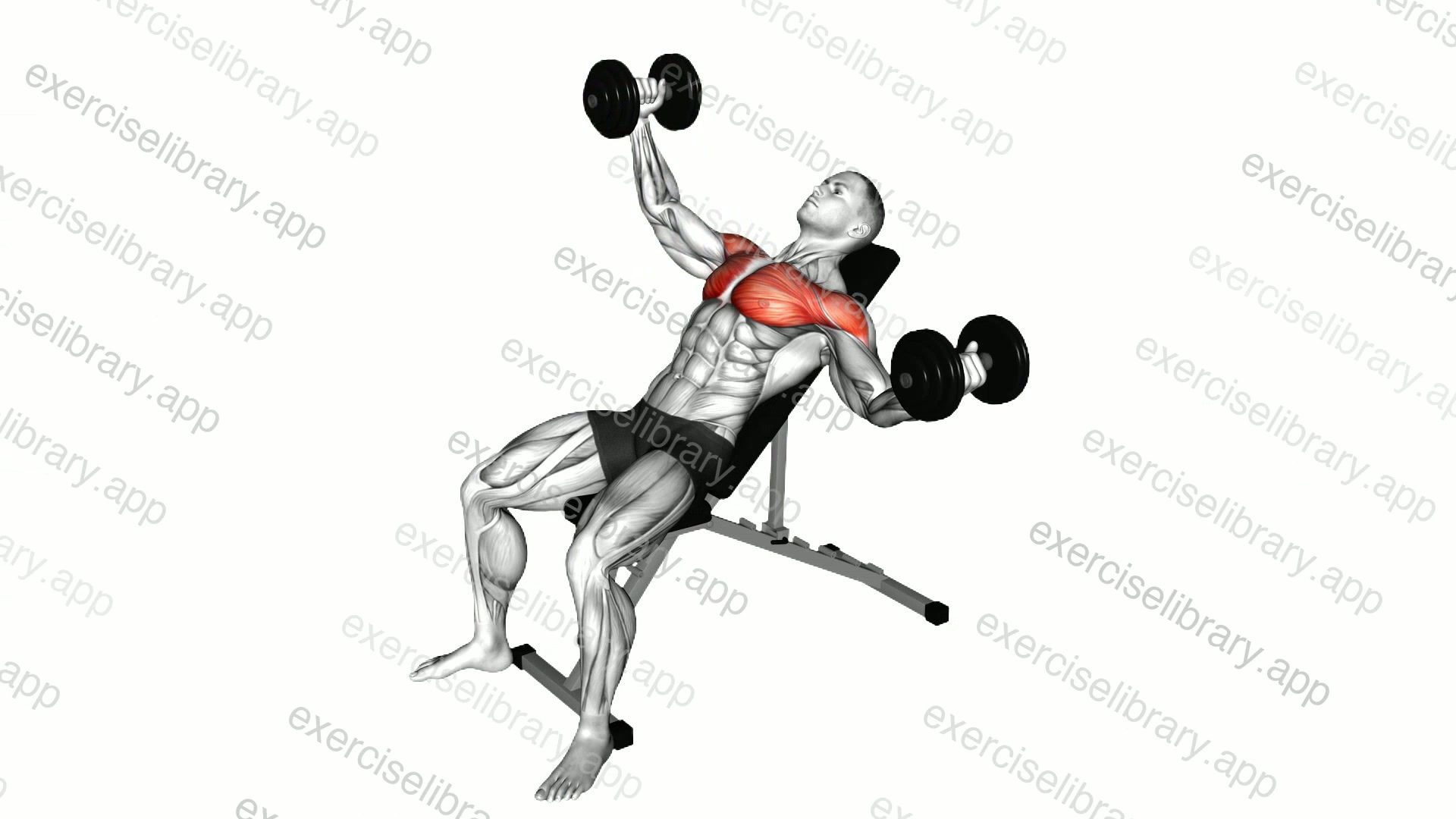 Dumbbell Incline Alternate Fly demonstration