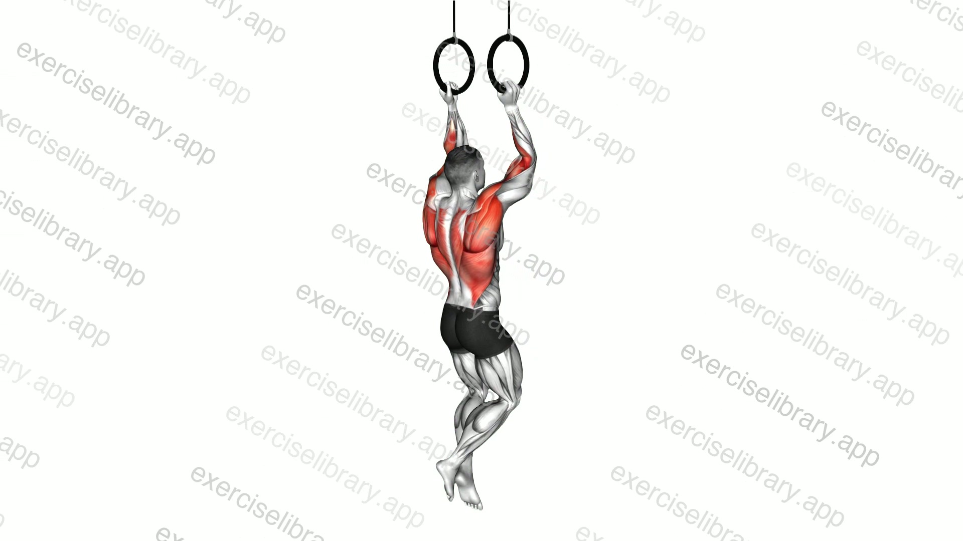 Ring Neutral Grip Chin-up demonstration